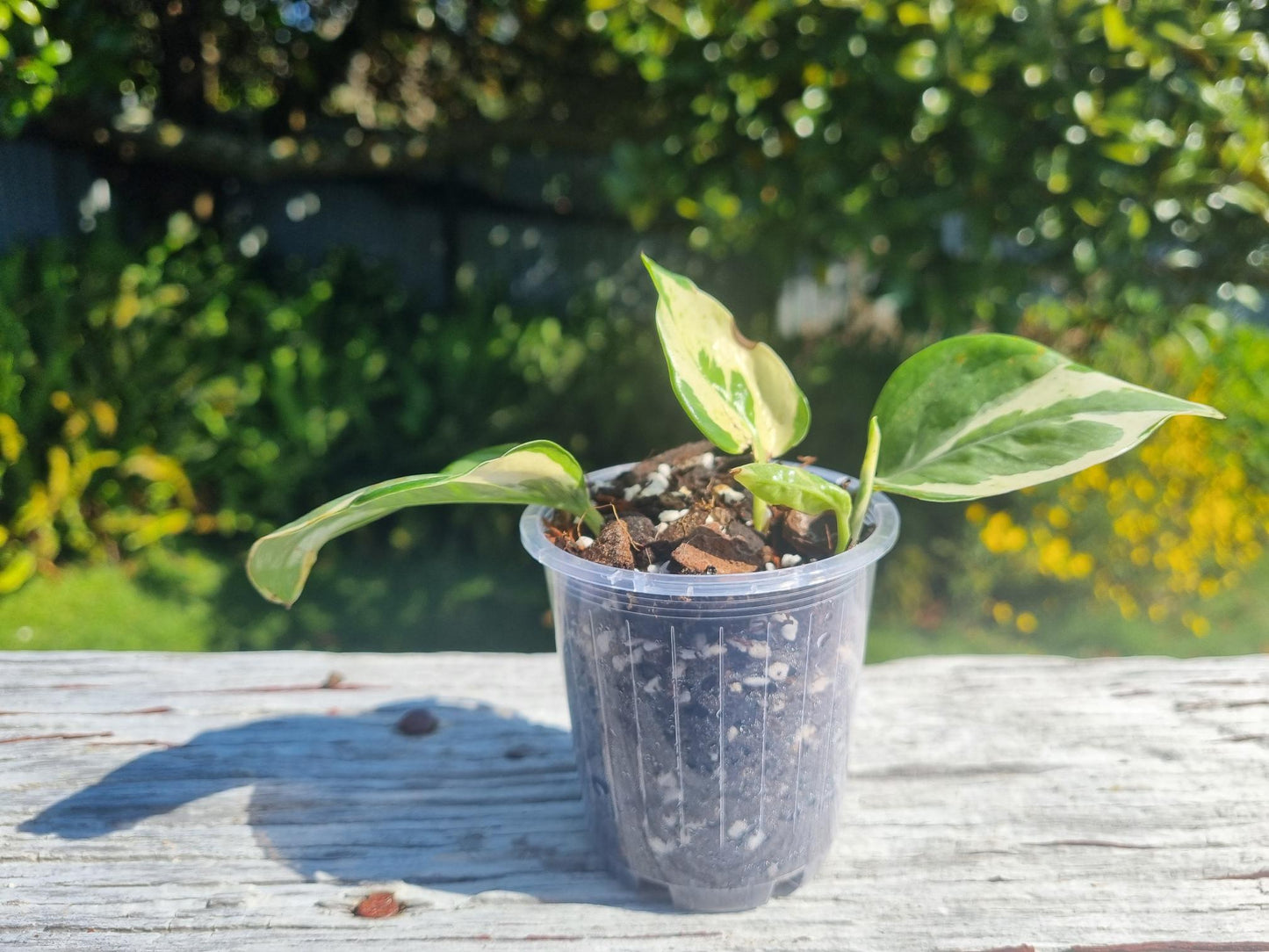 Njoy Pothos Indoor Plant