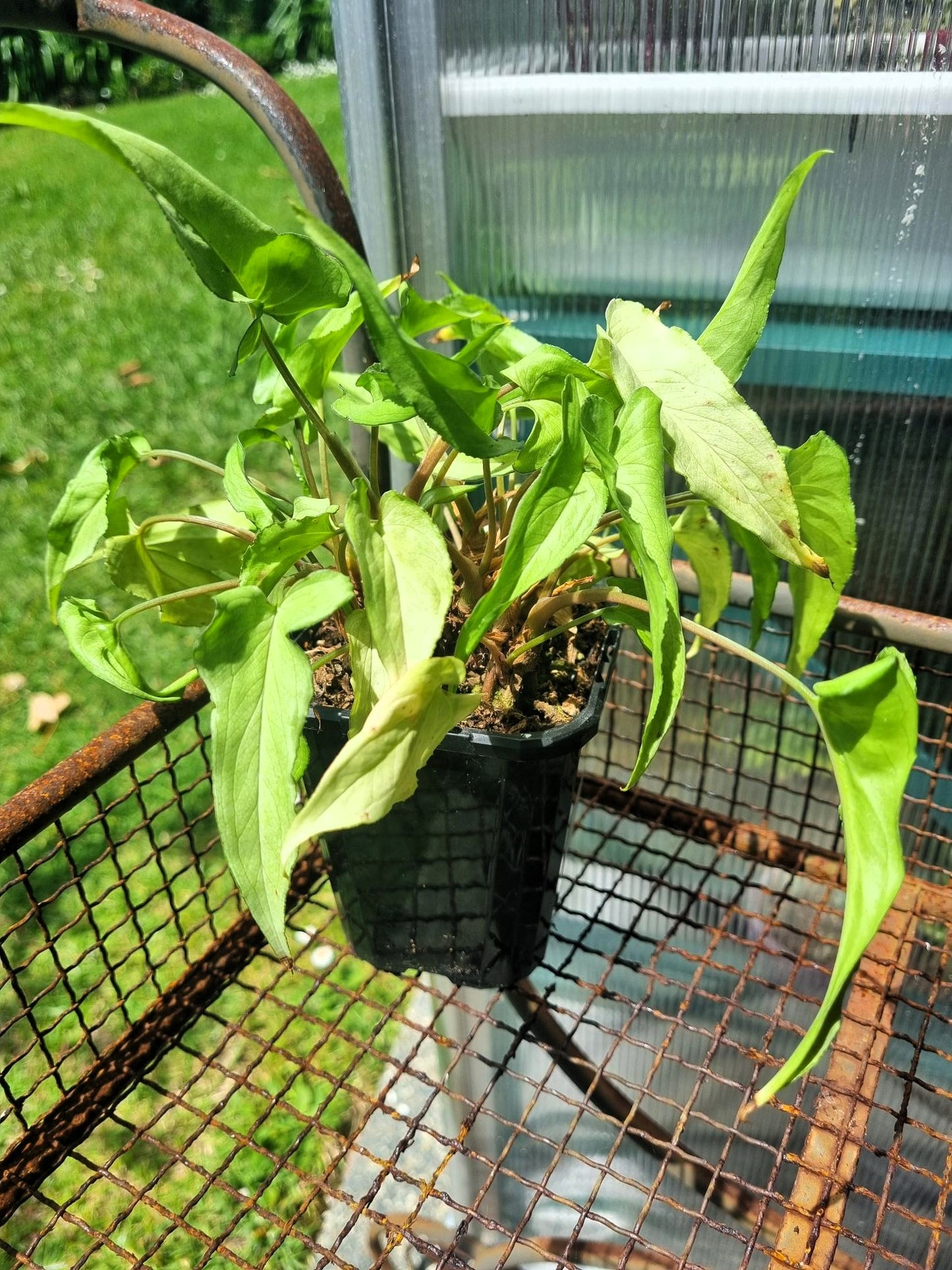 Syngonium White Arrowhead Indoor Plant