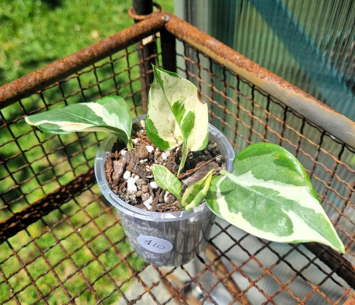 Njoy Pothos Indoor Plant