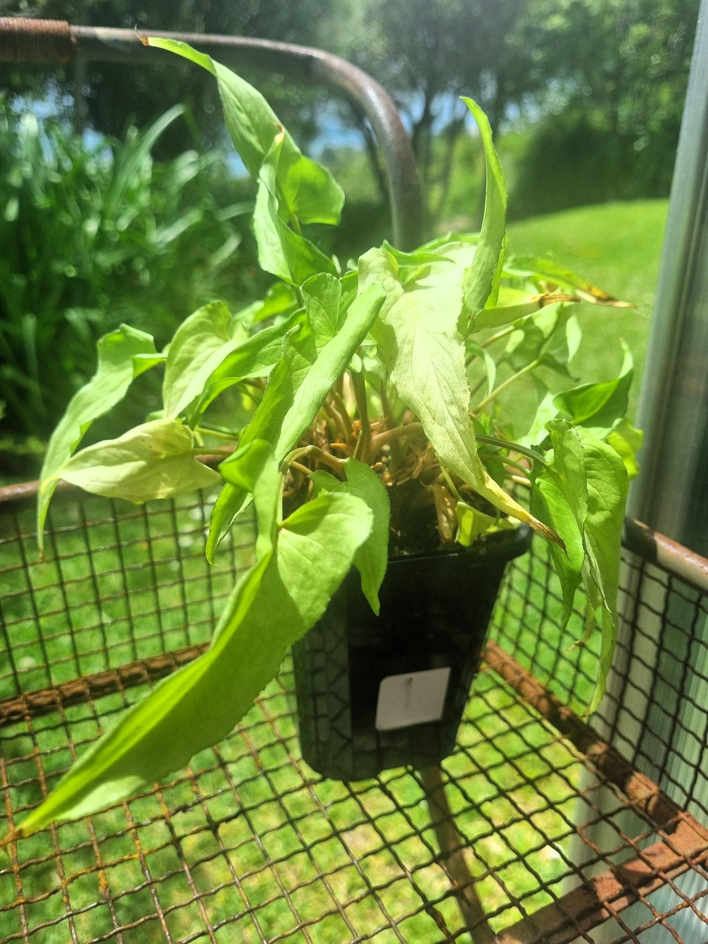 Syngonium White Arrowhead Indoor Plant