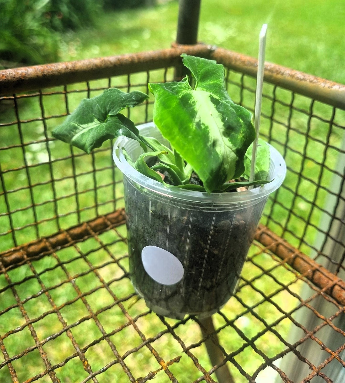 Syngonium Wendlandii Indoor Plant