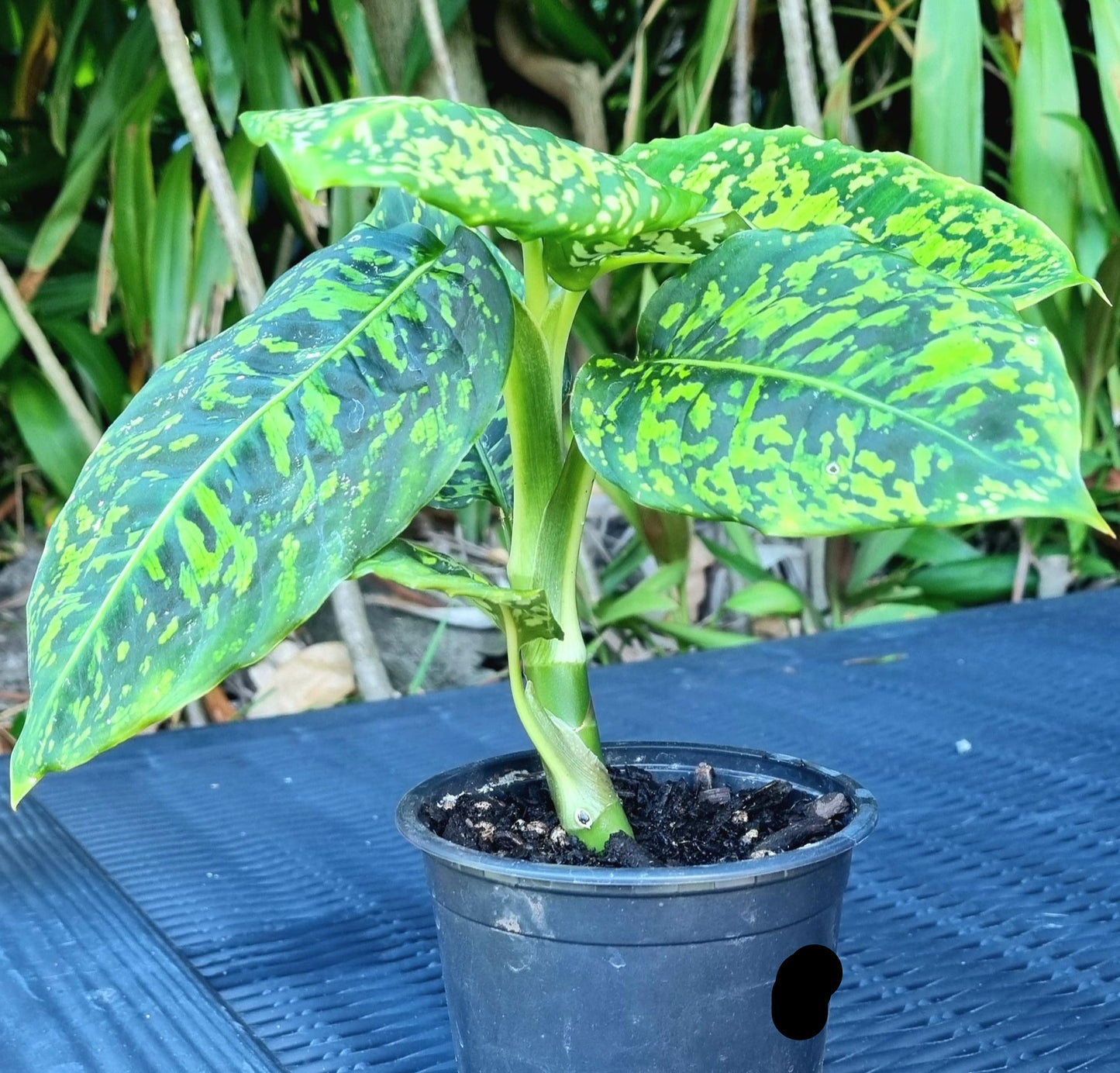 Dieffenbachia Reflector Indoor Plant