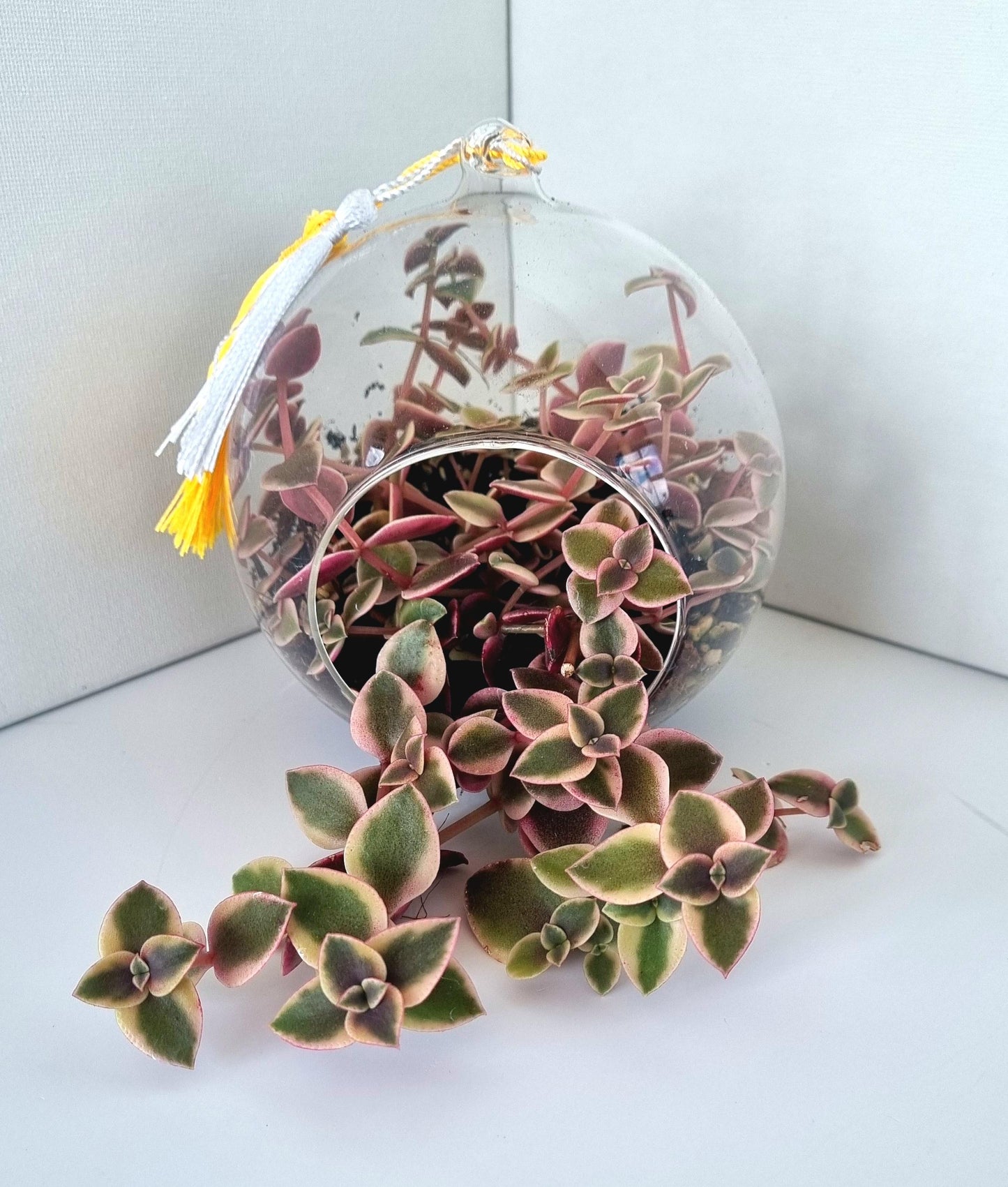 Calico Kittens Plant including glass house