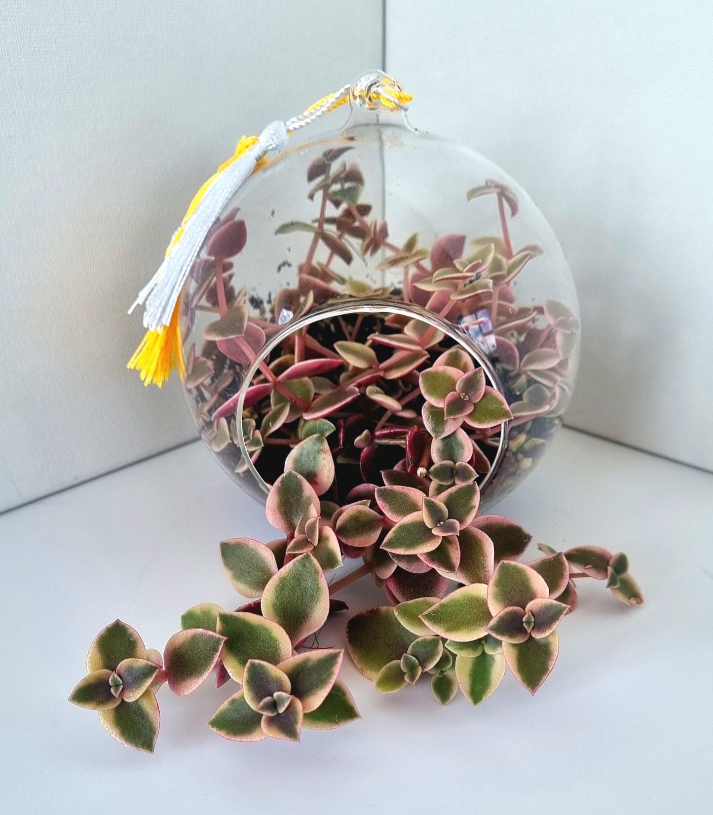 Calico Kittens Plant including glass house