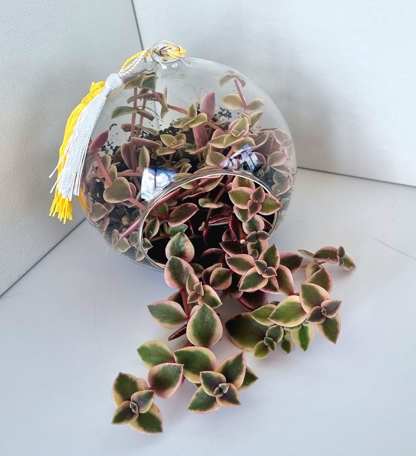 Calico Kittens Plant including glass house