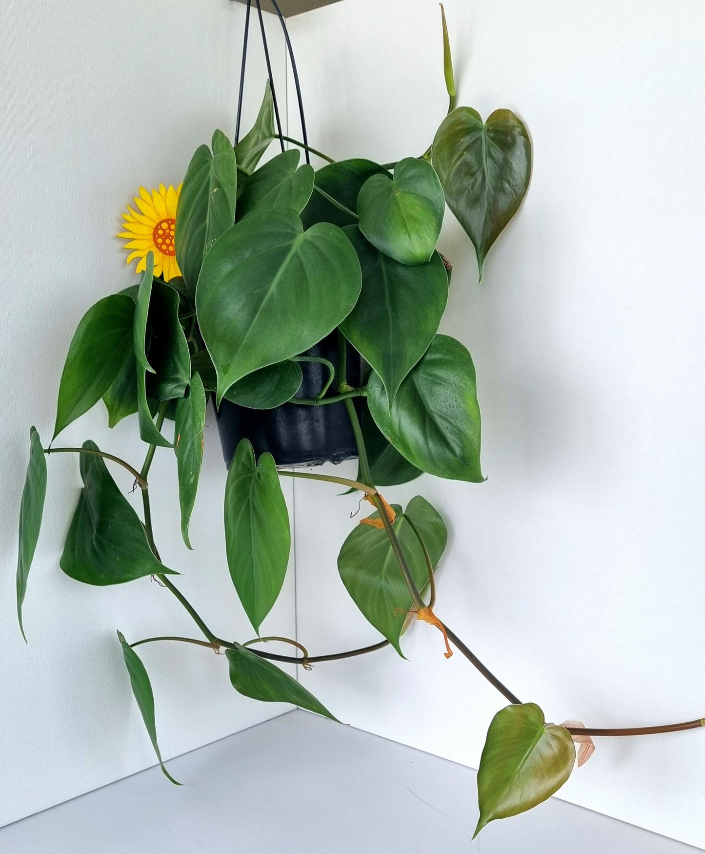 Heartleaf Philodendron Indoor Plant