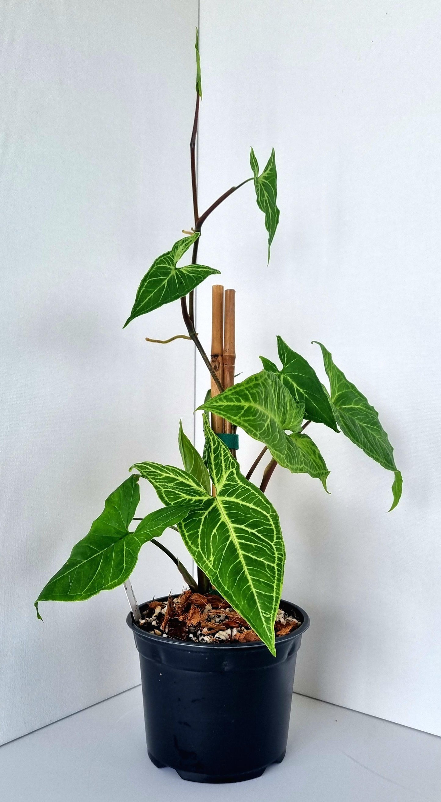 Syngonium Batik Indoor Plant