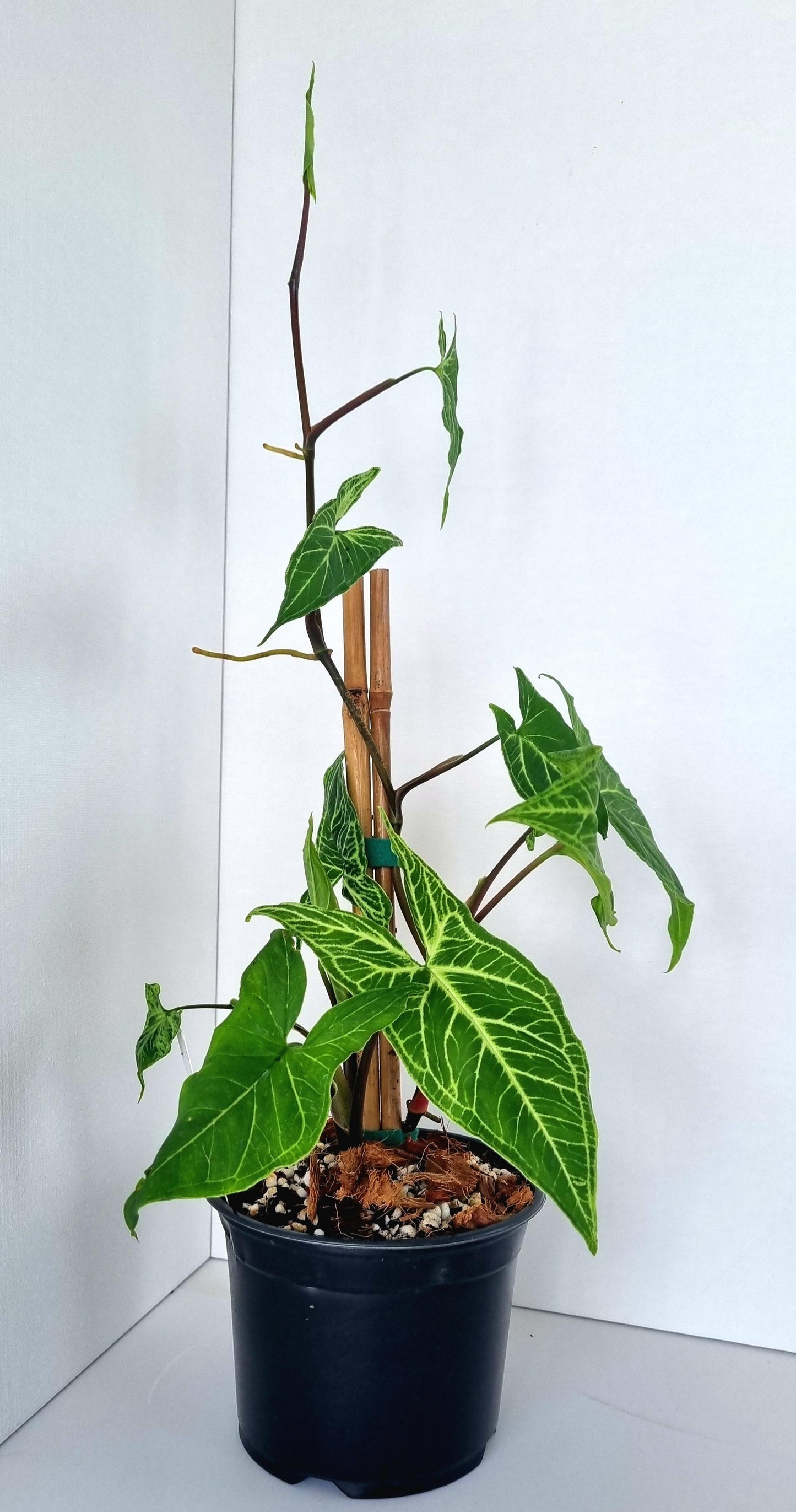 Syngonium Batik Indoor Plant