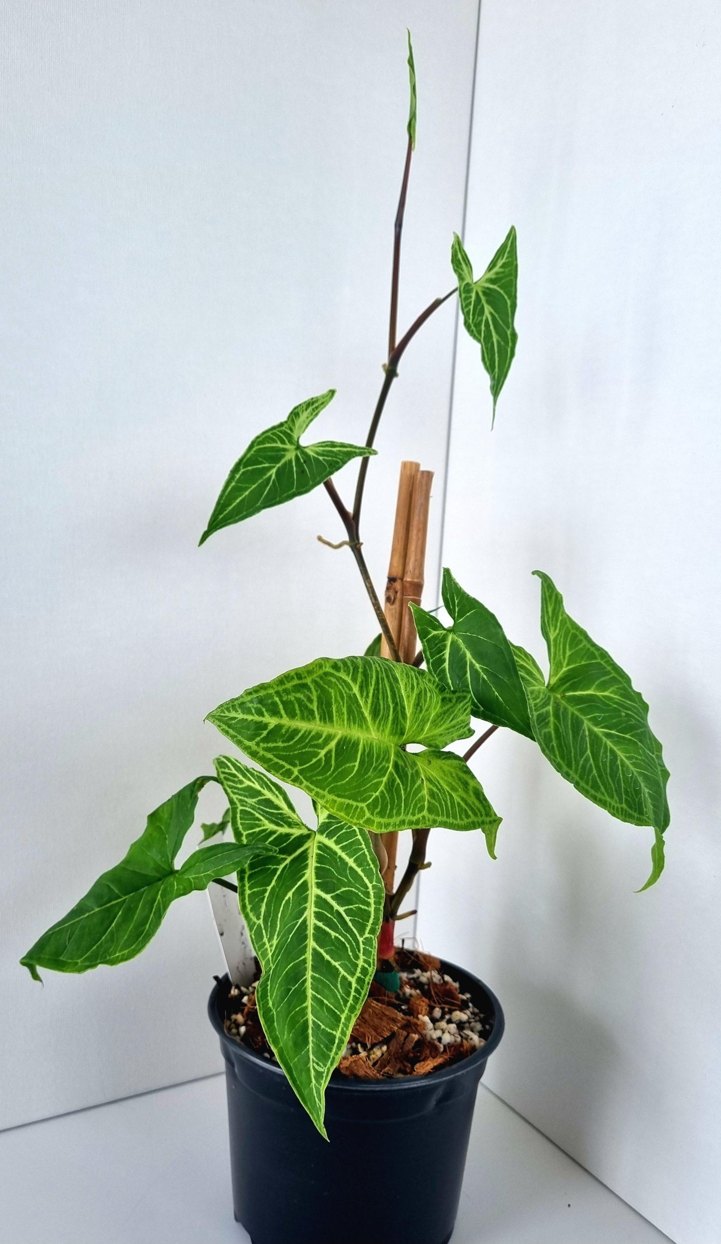 Syngonium Batik Indoor Plant