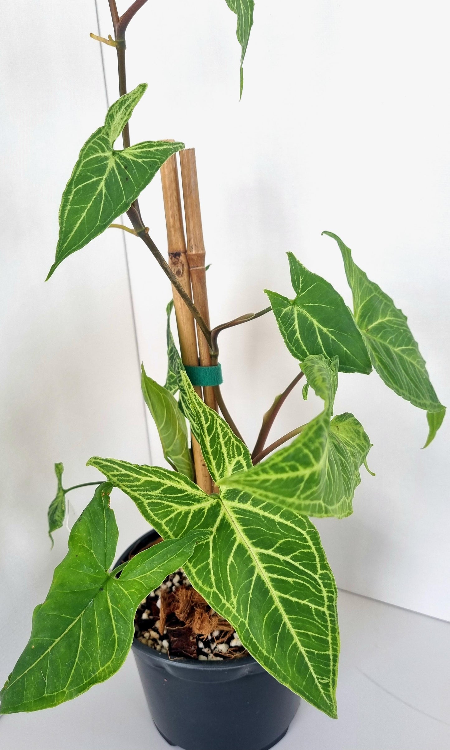 Syngonium Batik Indoor Plant