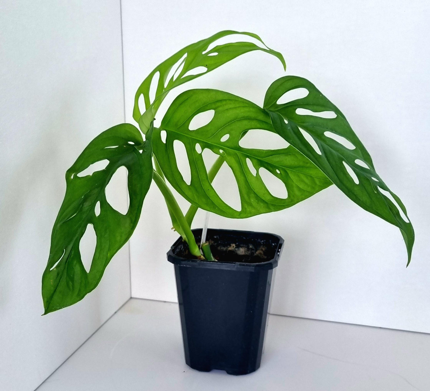 Monstera Monkey Mask Indoor Plant