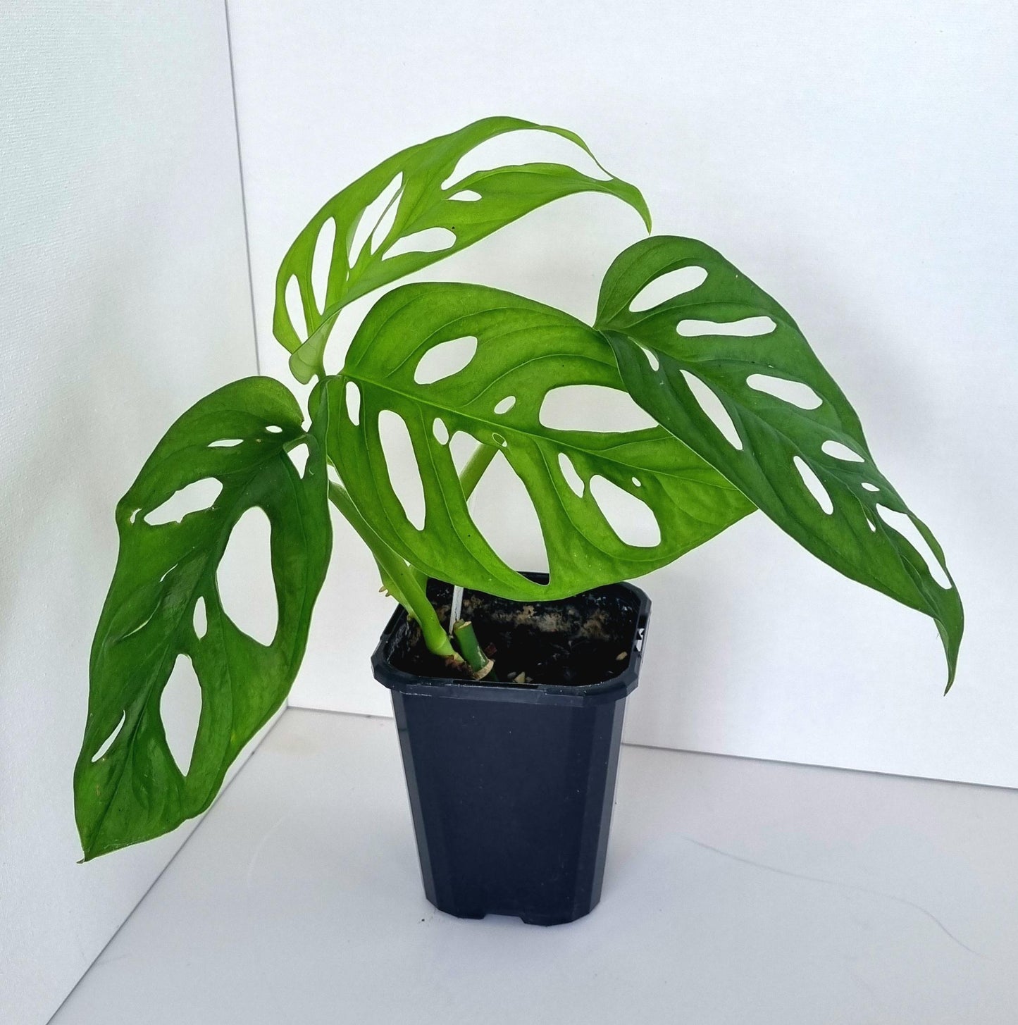 Monstera Monkey Mask Indoor Plant