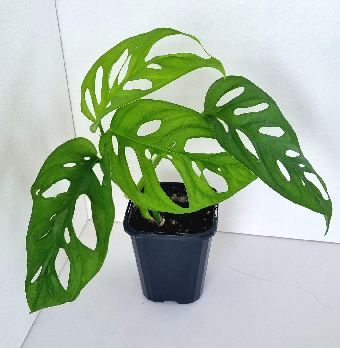 Monstera Monkey Mask Indoor Plant