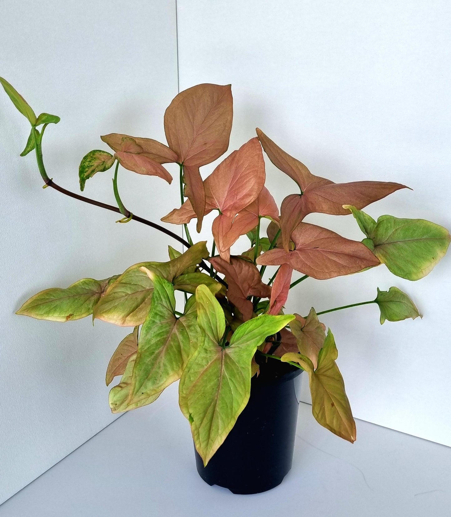 Pink Syngonium Indoor Plant