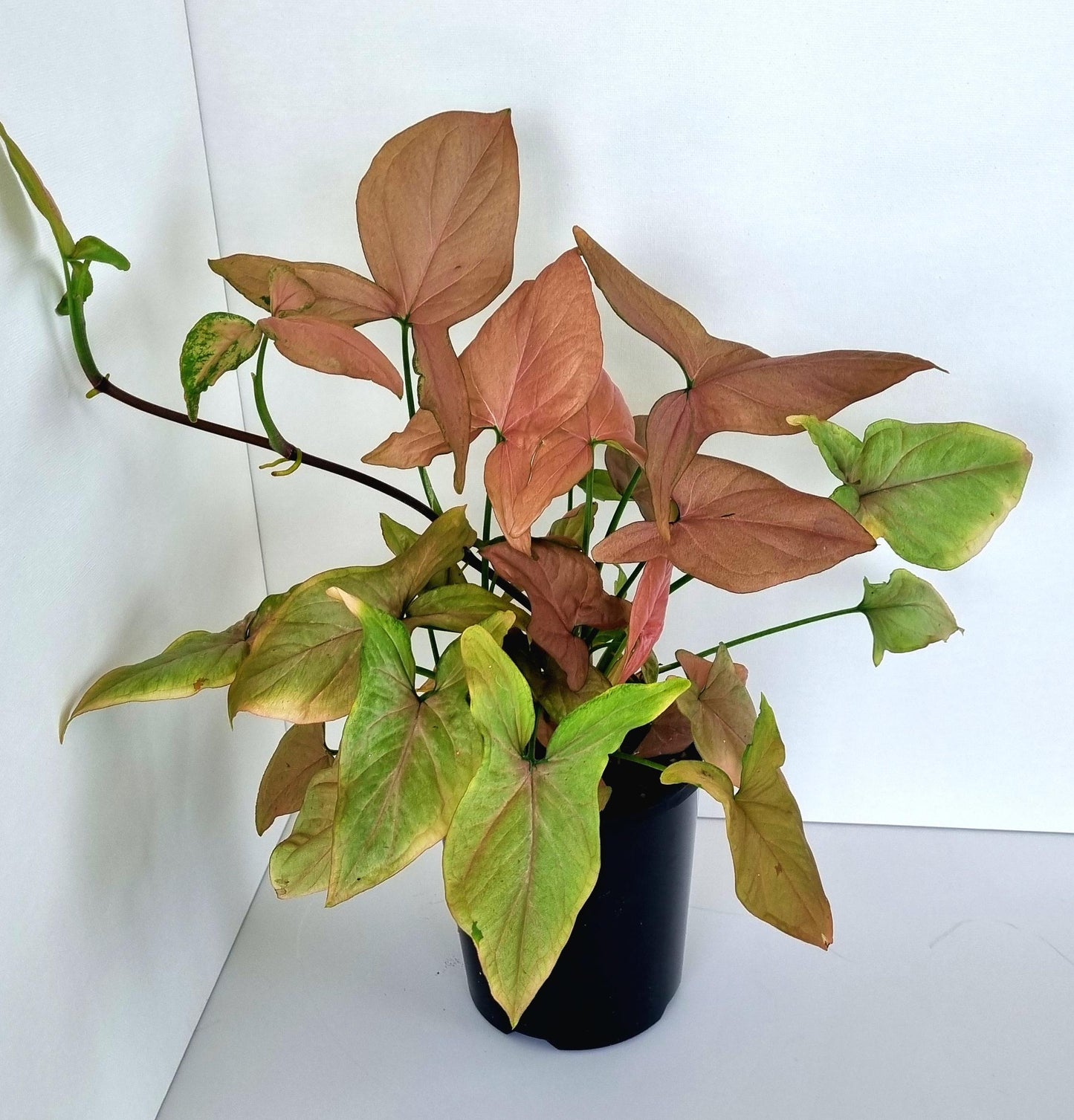 Pink Syngonium Indoor Plant