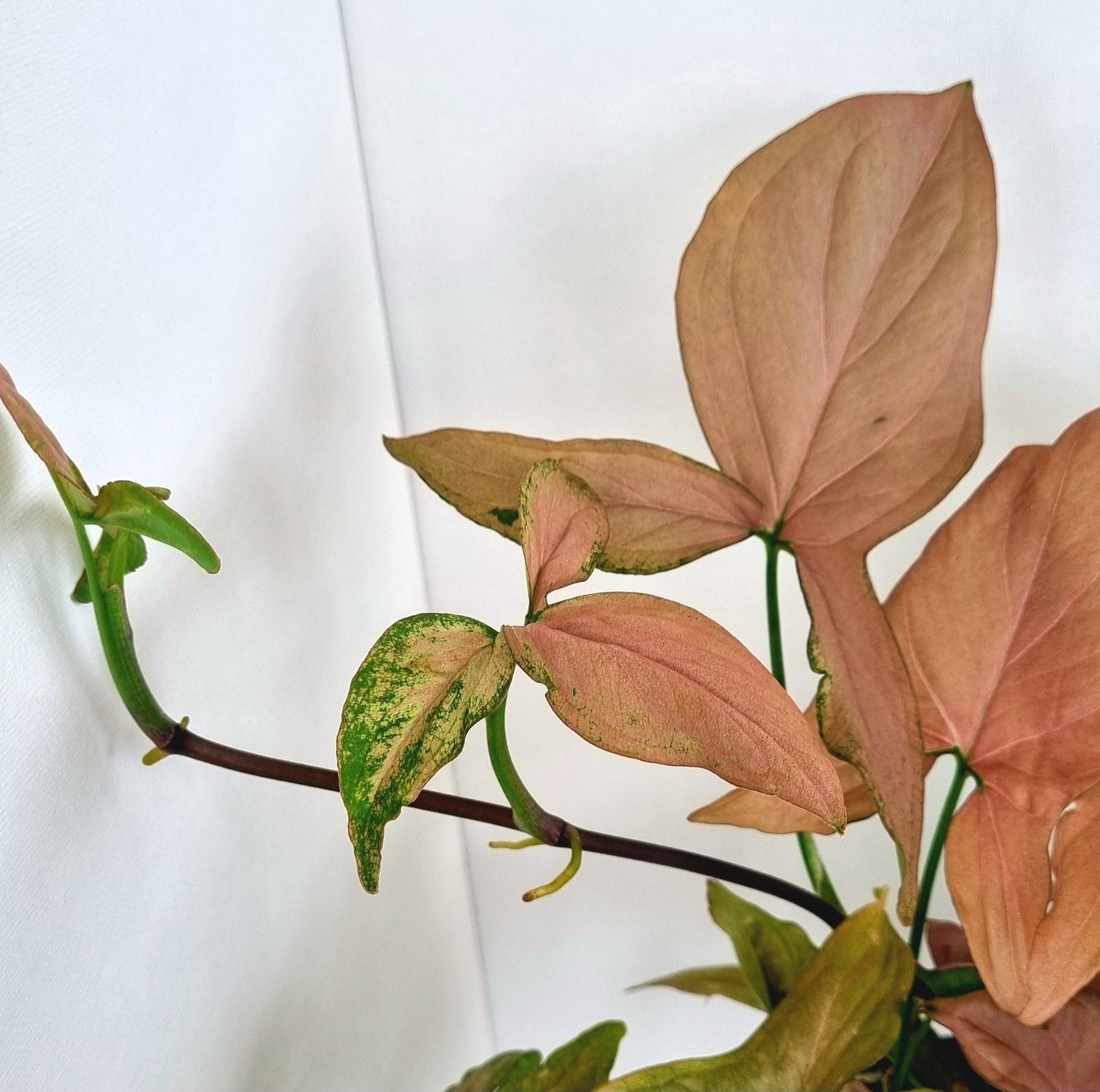 Pink Syngonium Indoor Plant