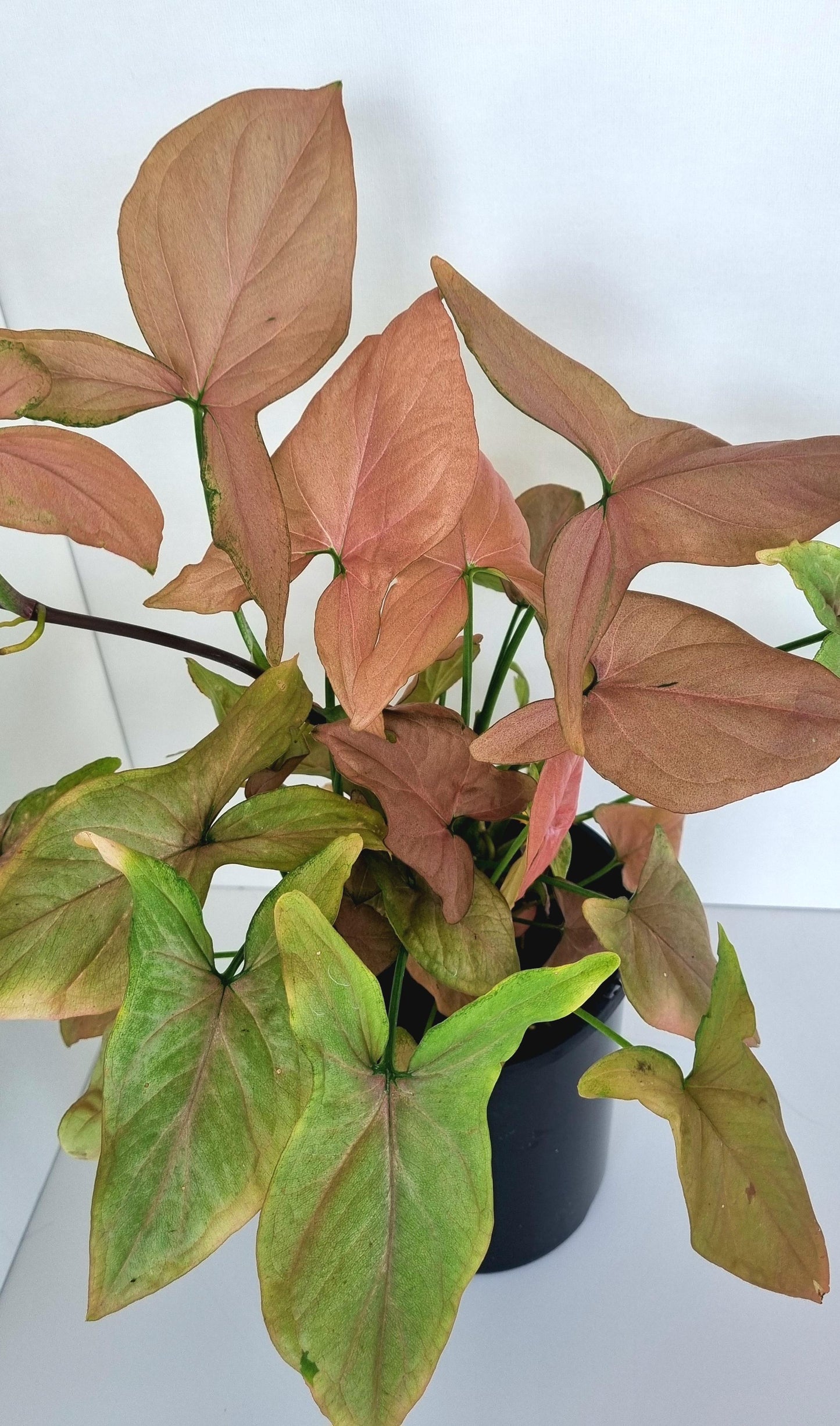 Pink Syngonium Indoor Plant