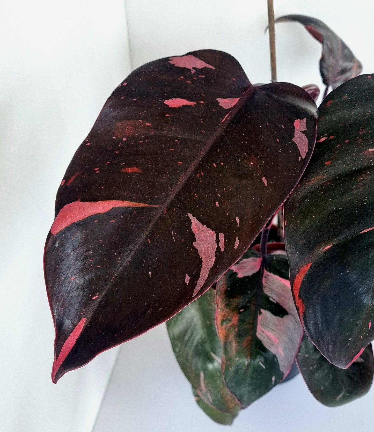 Philodendron Pink Princess Indoor Plant