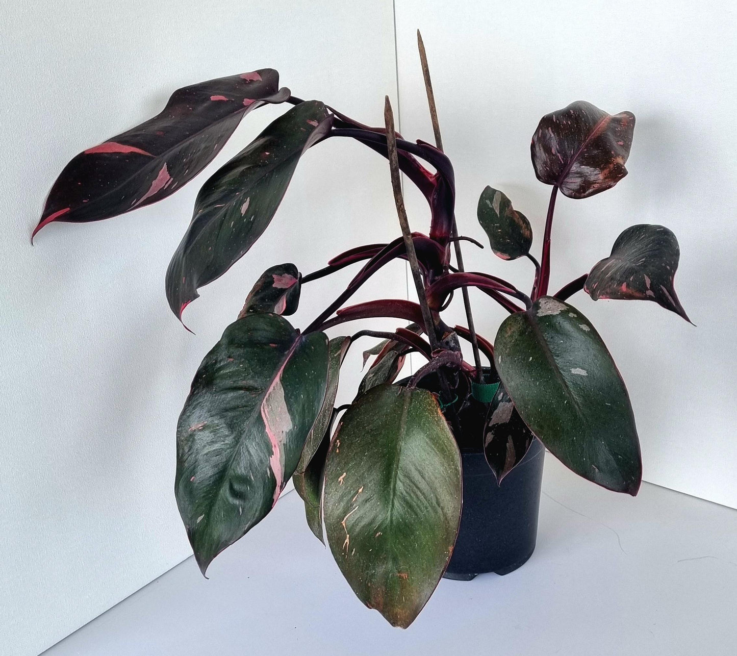 Philodendron Pink Princess Indoor Plant