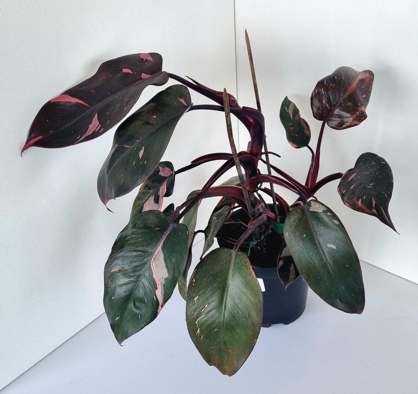 Philodendron Pink Princess Indoor Plant