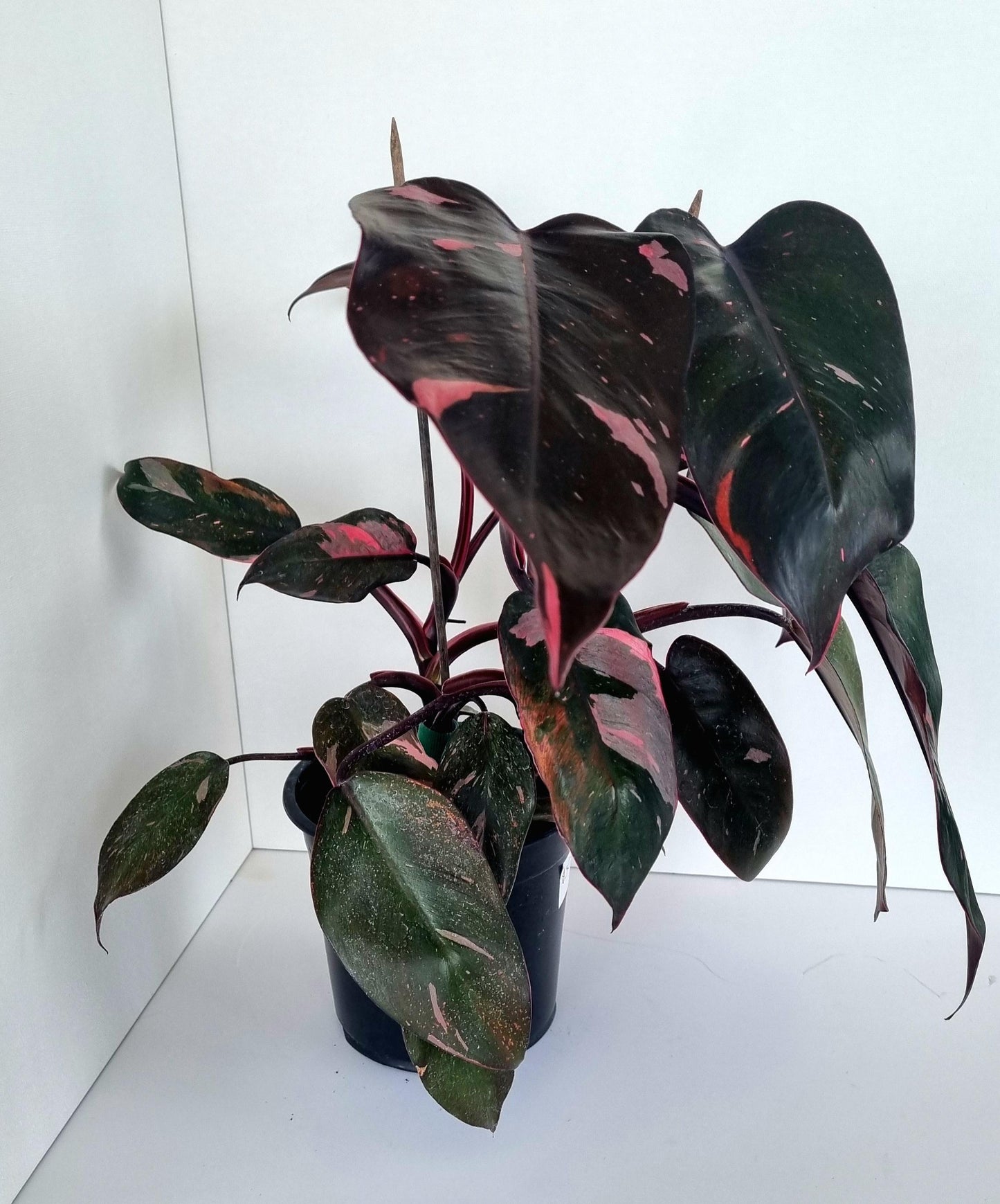 Philodendron Pink Princess Indoor Plant