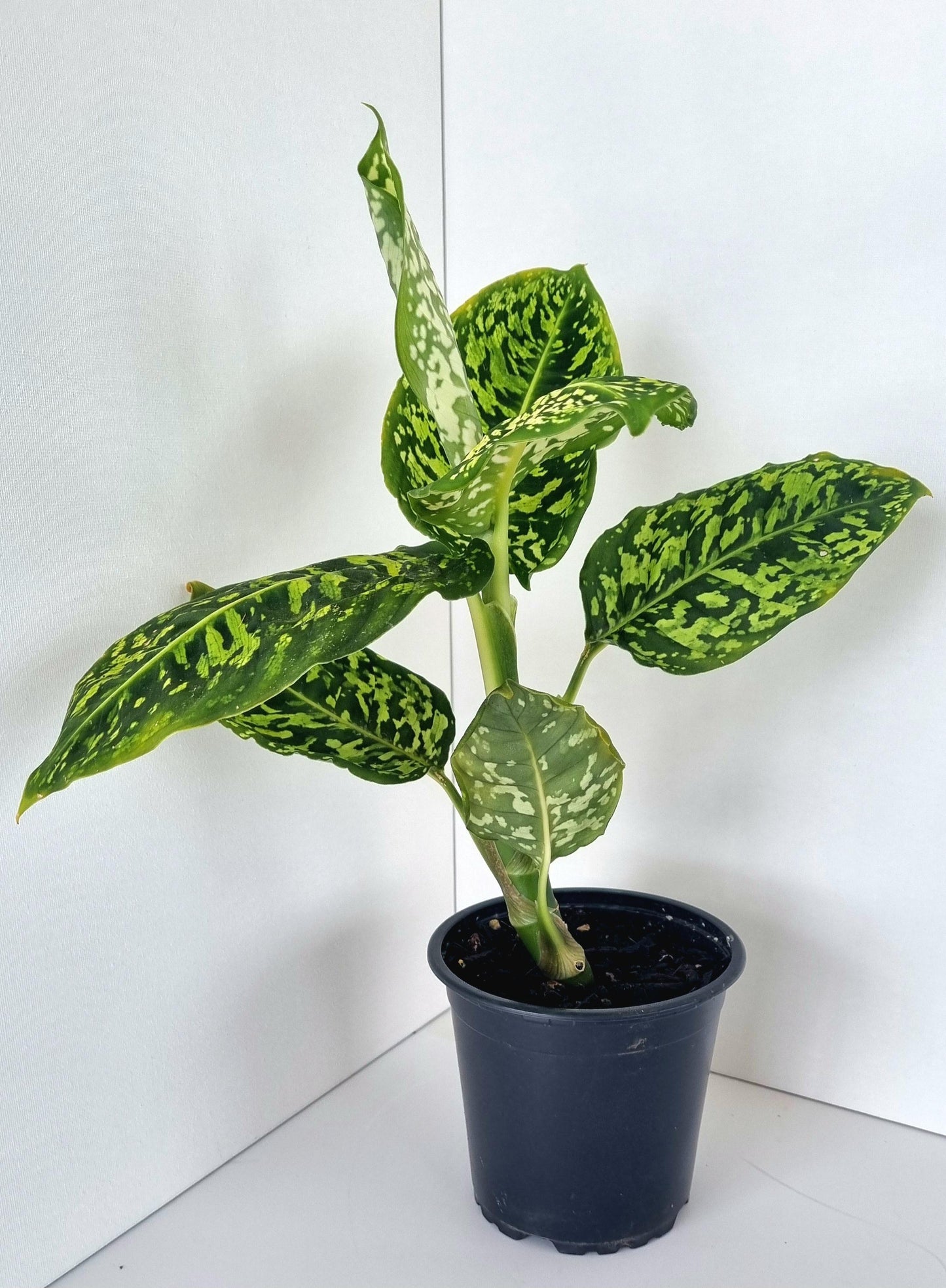 Dieffenbachia Reflector Indoor Plant