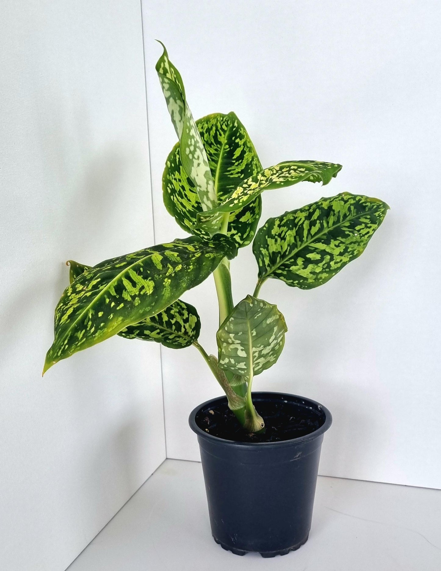 Dieffenbachia Reflector Indoor Plant