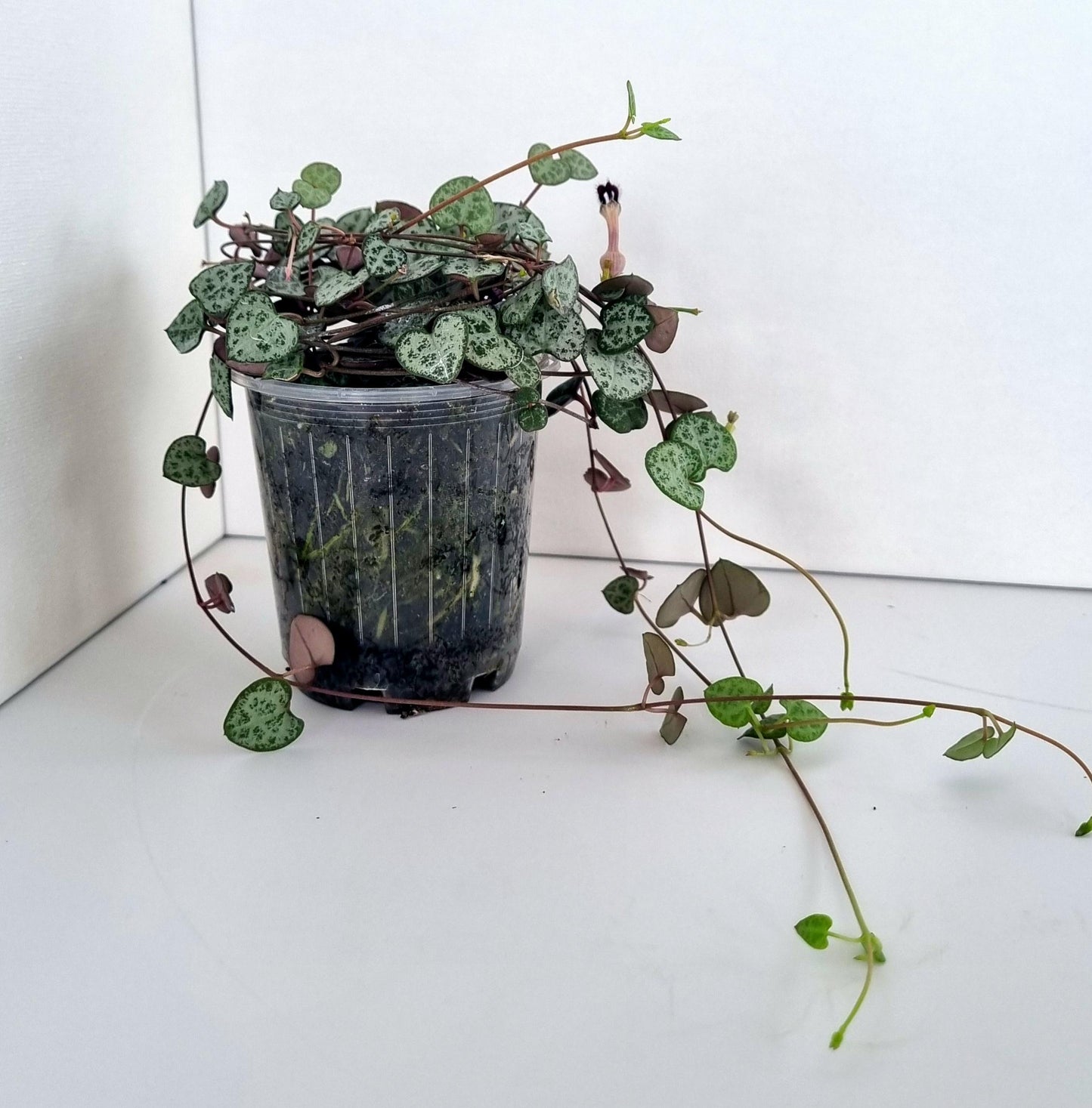 Chain of Hearts (Ceropegia woodii) Plant