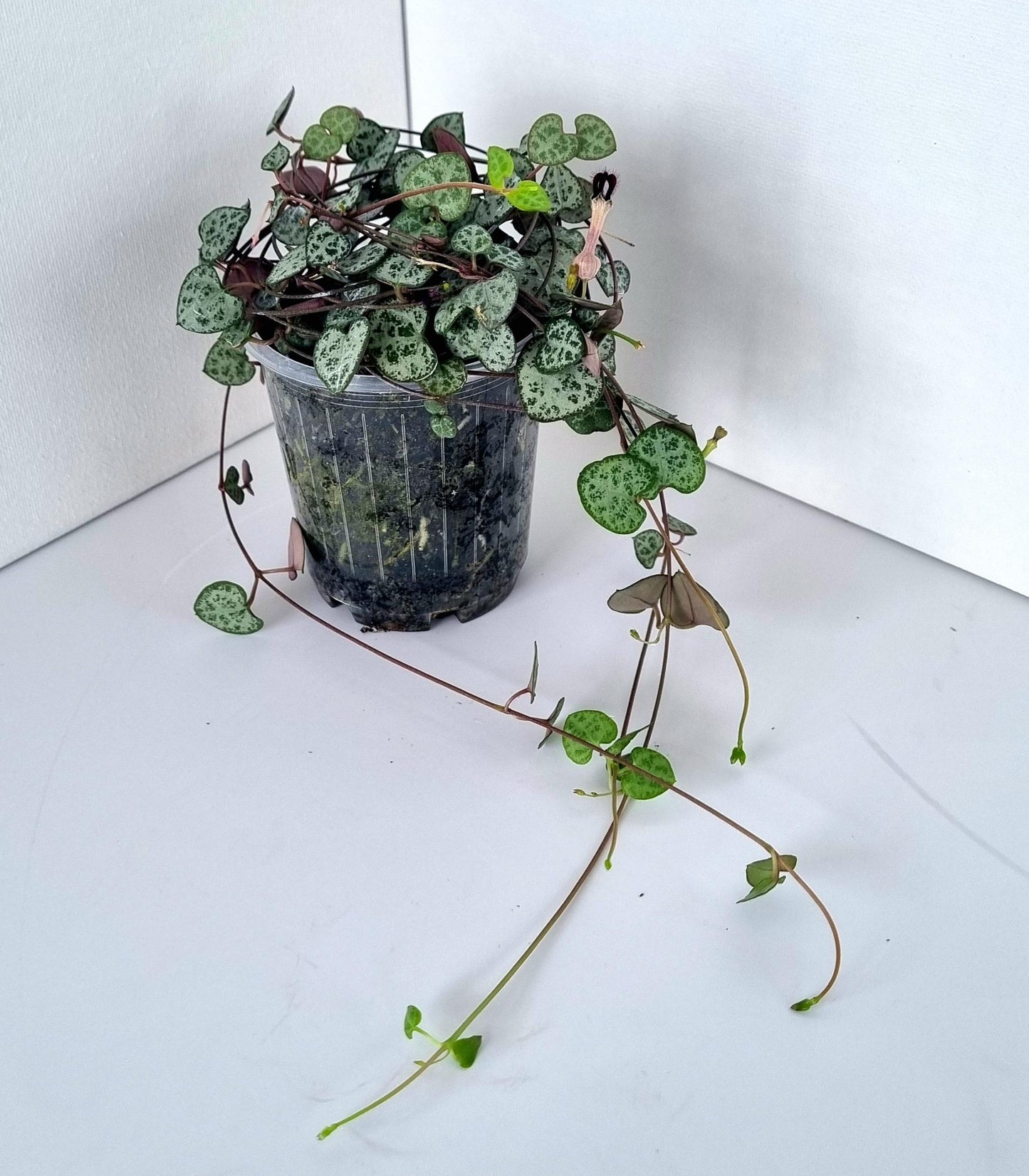 Chain of Hearts (Ceropegia woodii) Plant