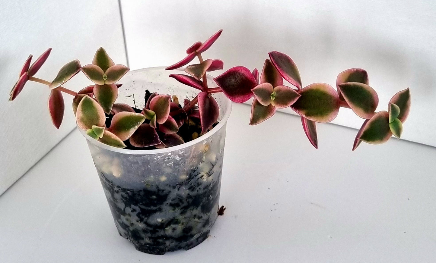 Calico Kittens Plant