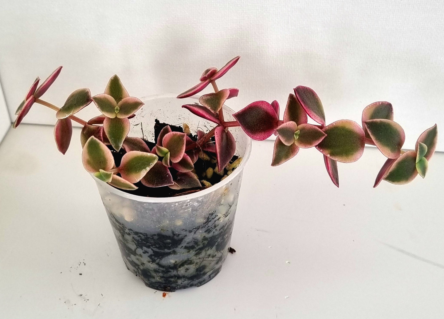 Calico Kittens Plant