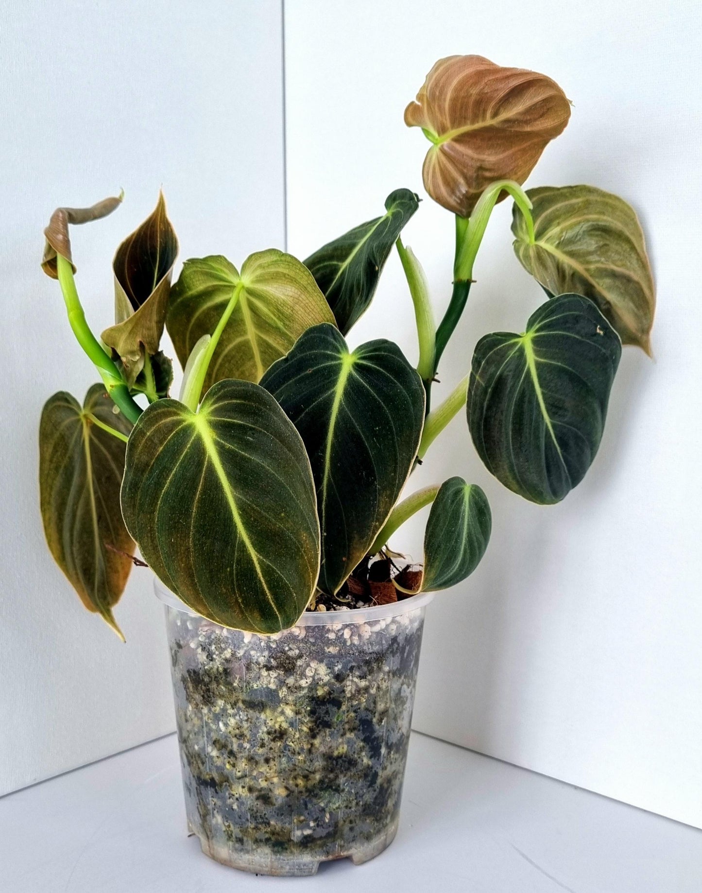 Philodendron Mican Indoor Plant