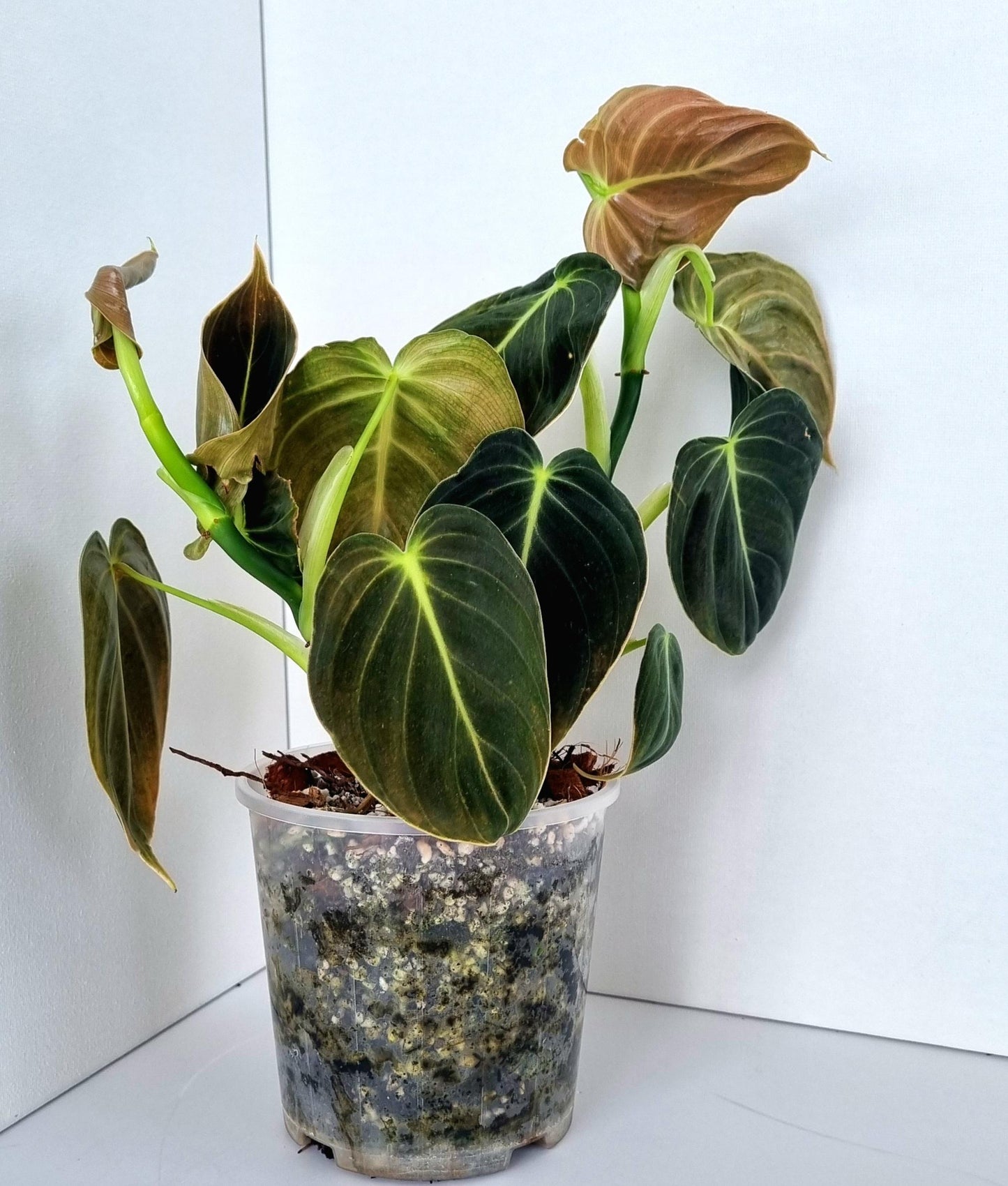 Philodendron Mican Indoor Plant