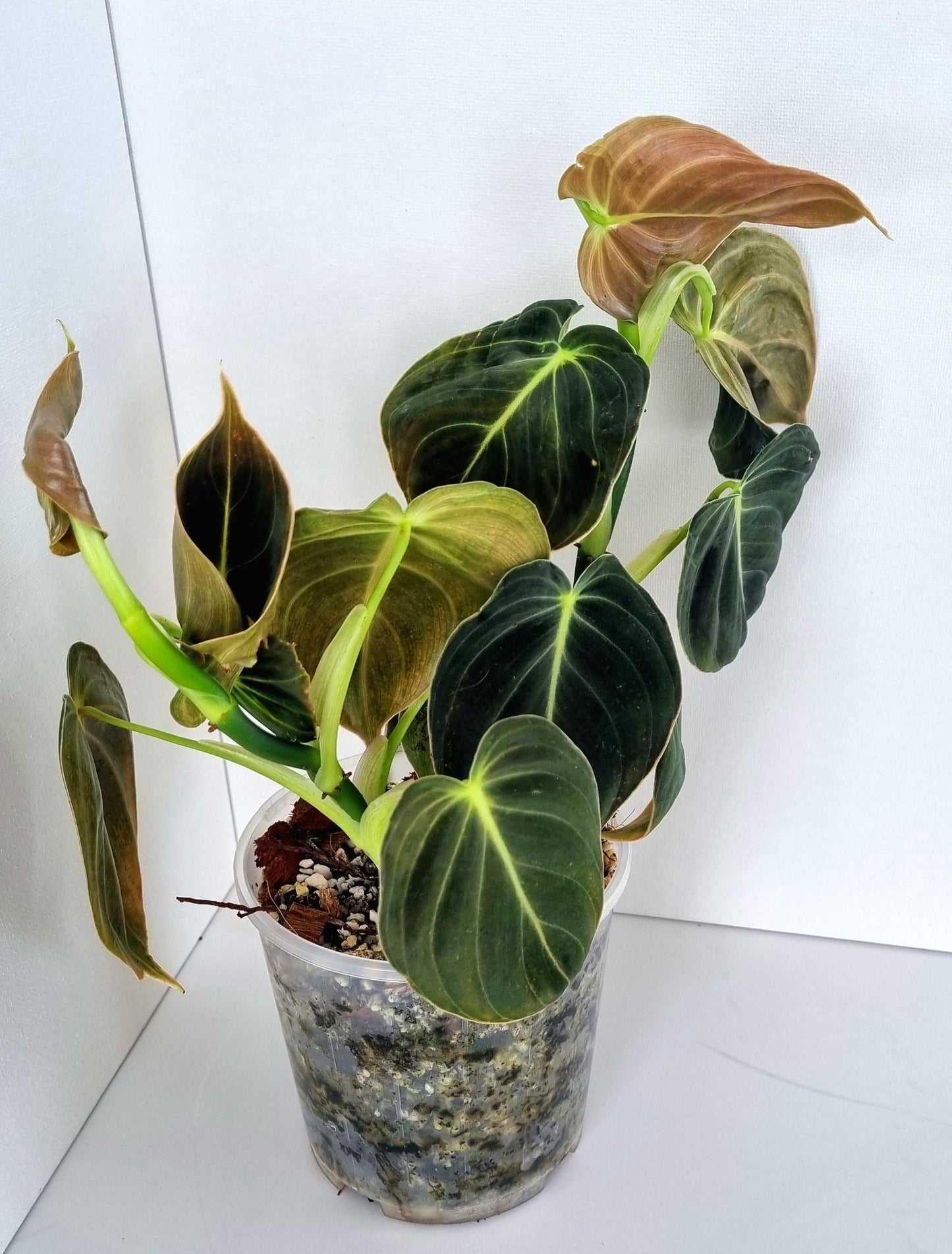 Philodendron Mican Indoor Plant
