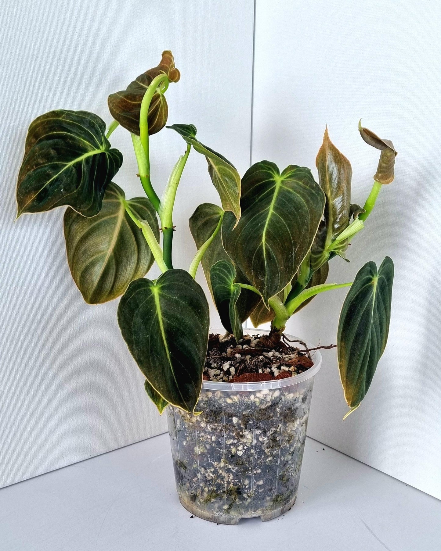 Philodendron Mican Indoor Plant