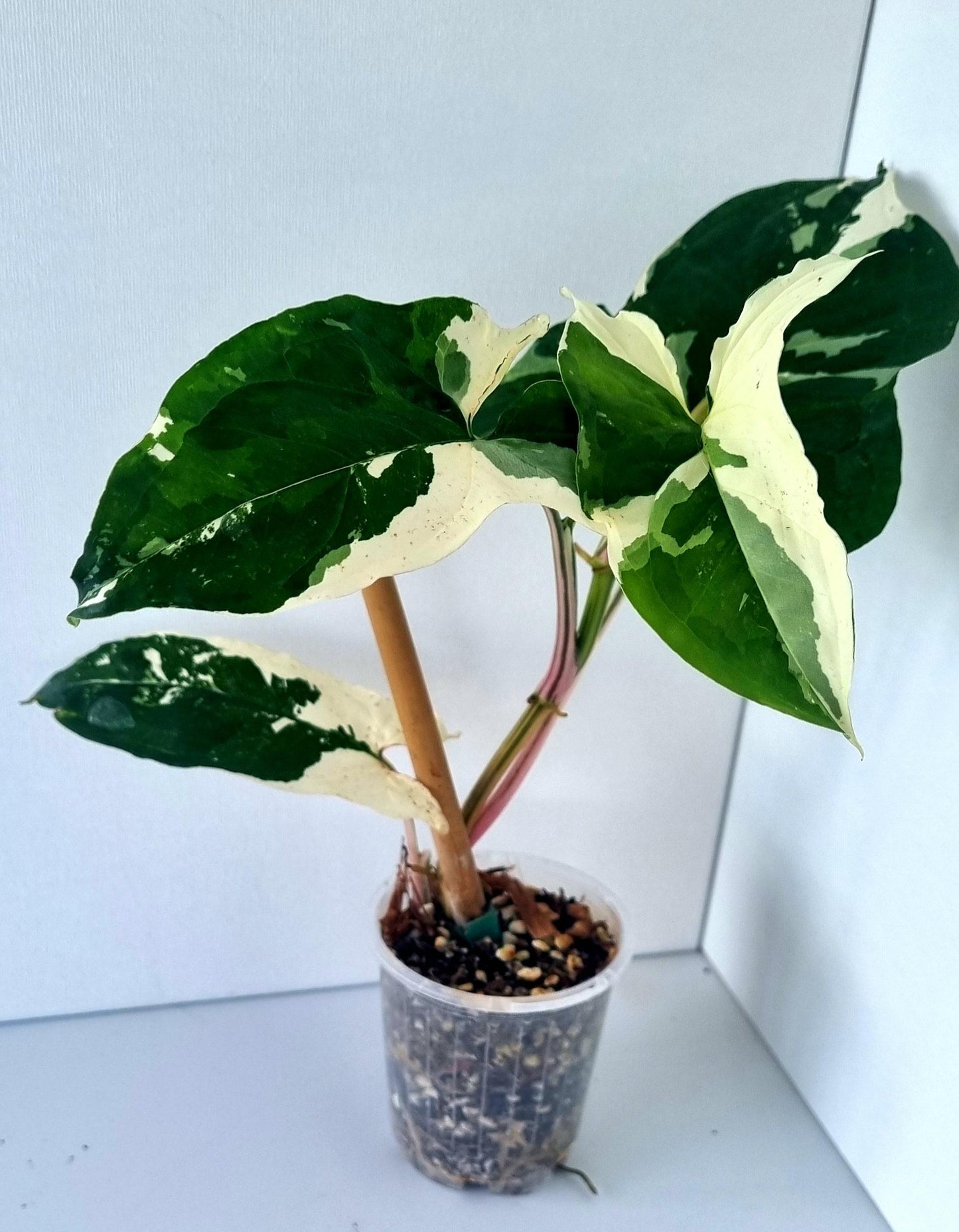 Syngonium Podophyllum Albo Variegated Indoor Plant