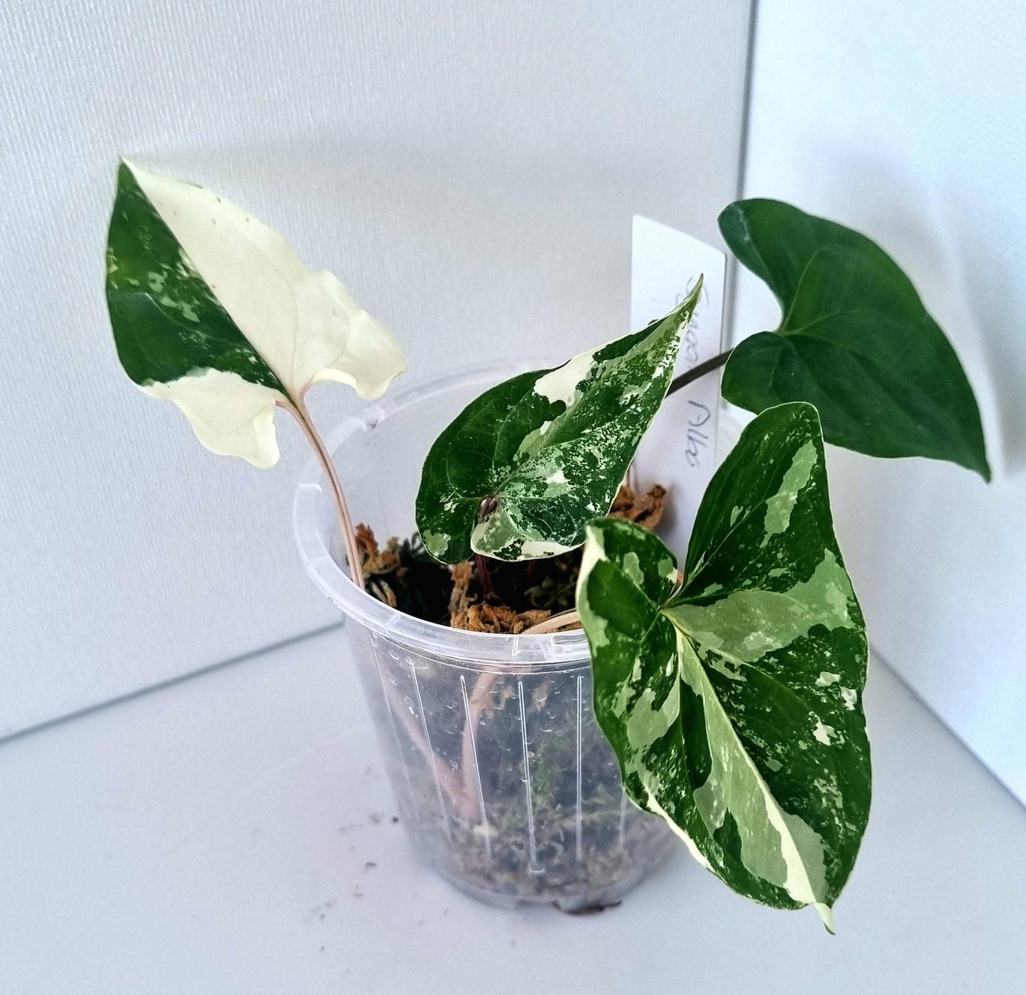 Syngonium Podophyllum Albo Variegated Indoor Plant - Minis