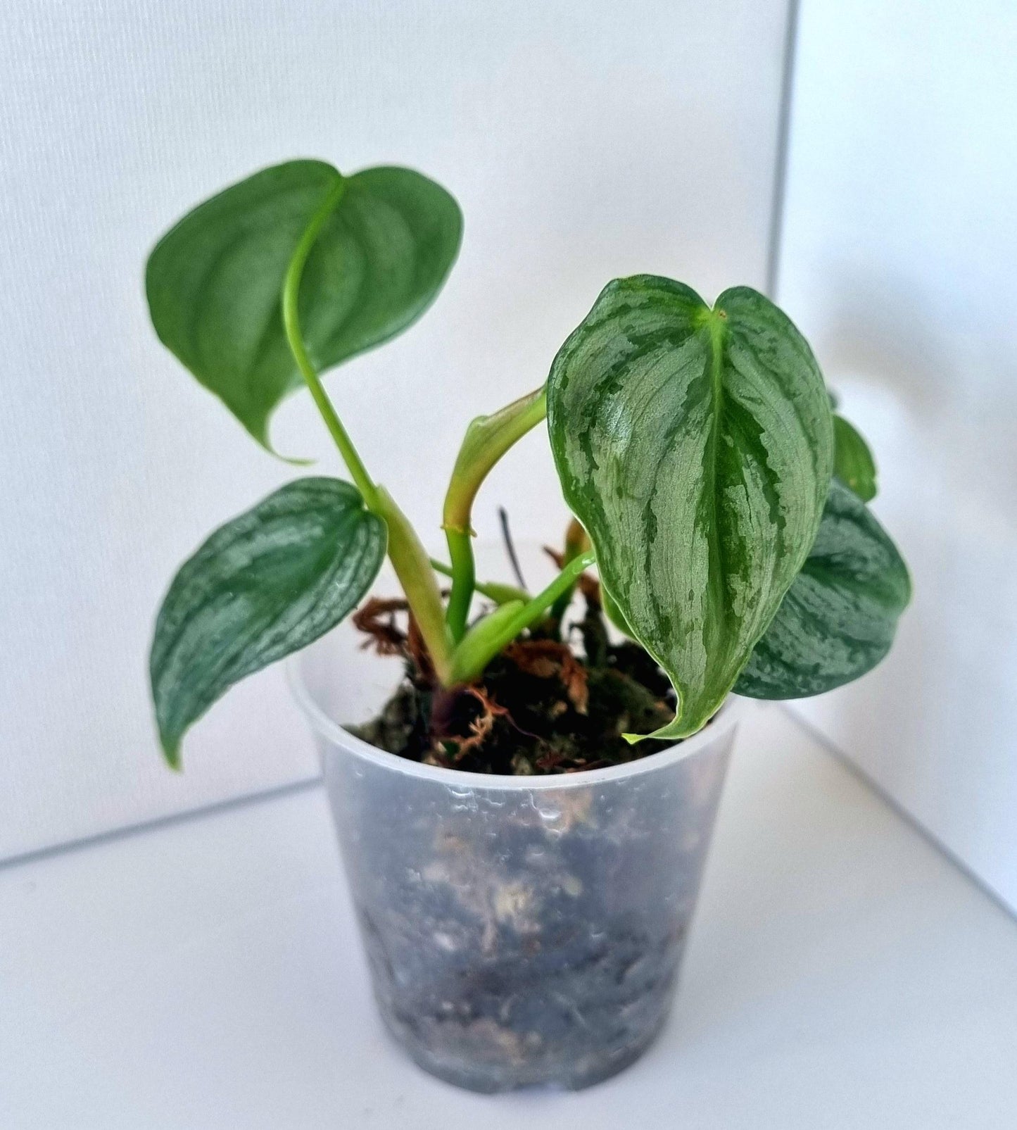 Philodendron Brandtianum Indoor Plant