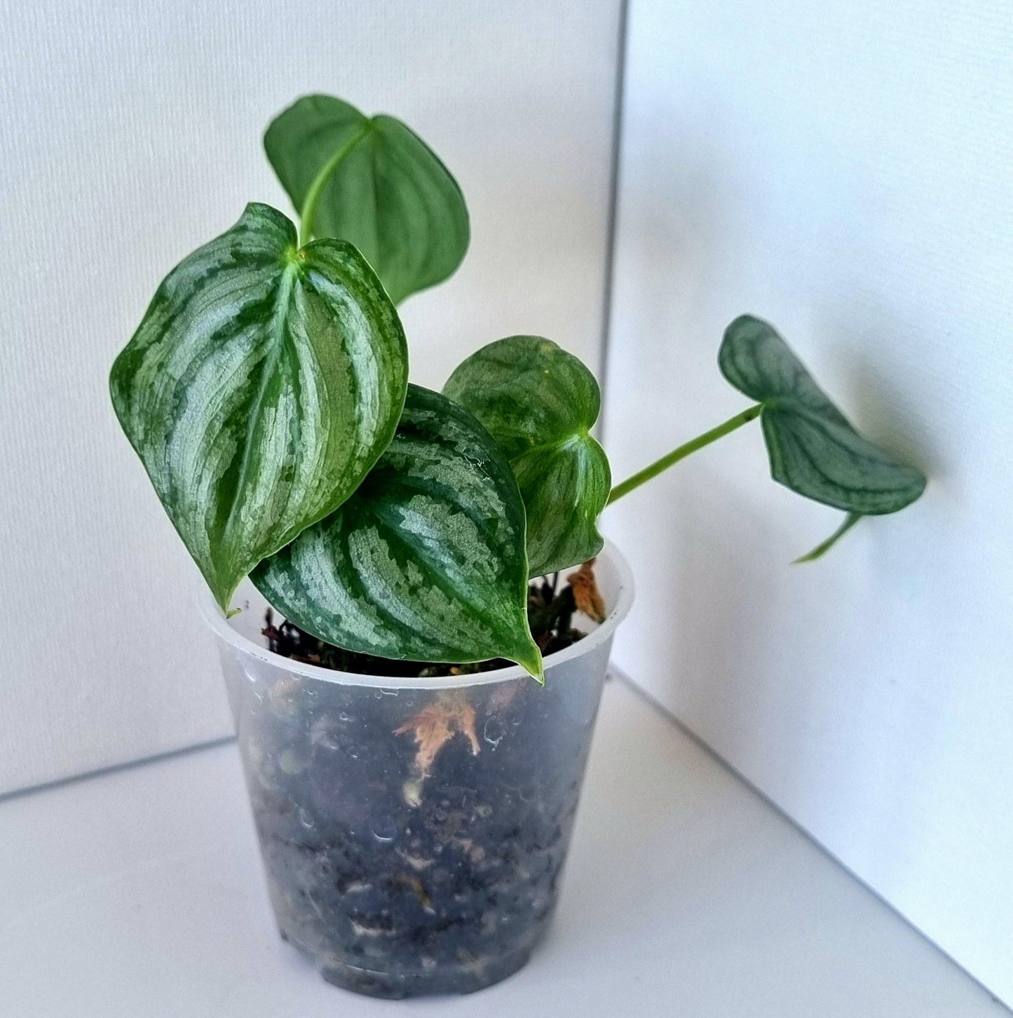 Philodendron Brandtianum Indoor Plant