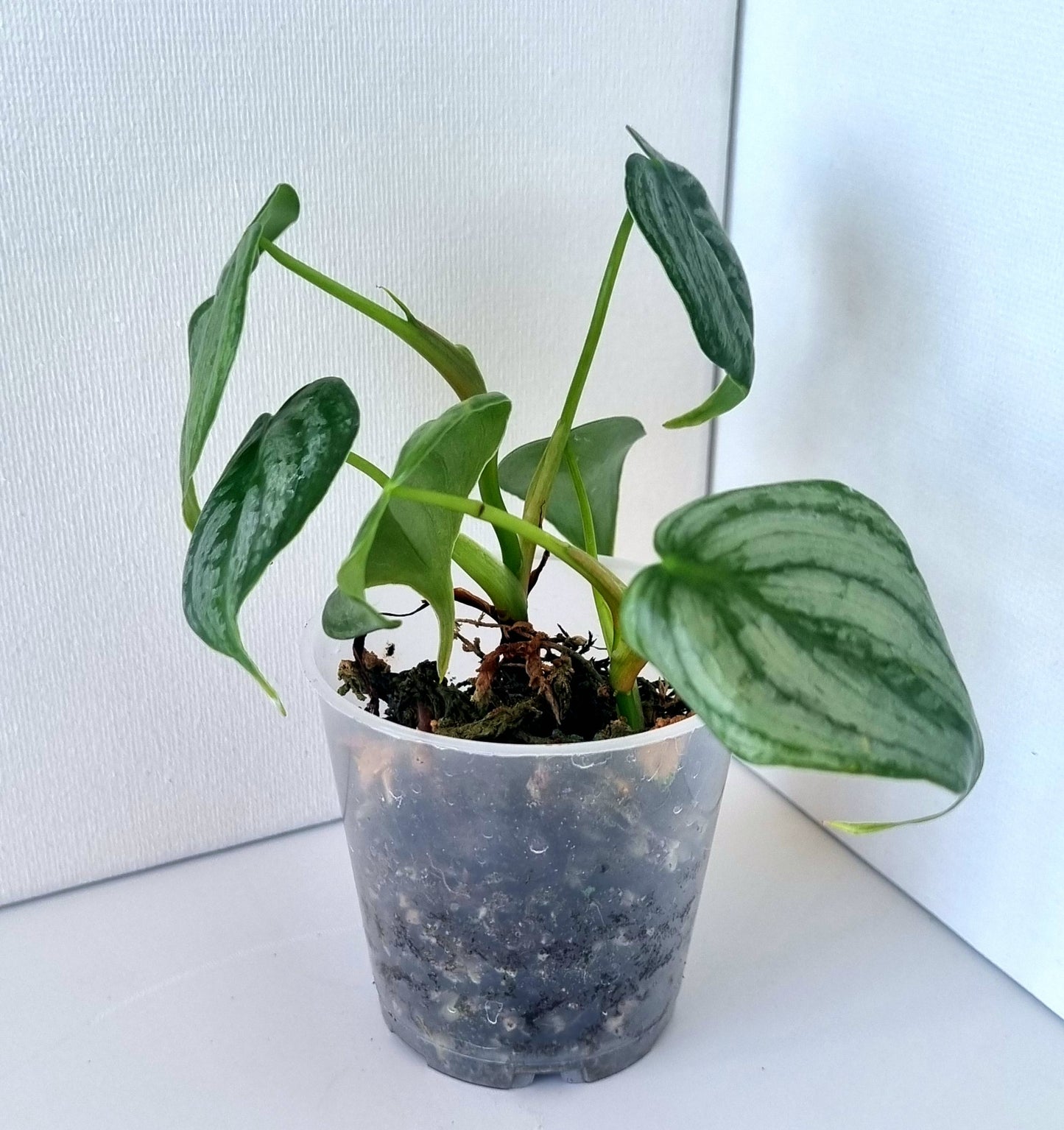 Philodendron Brandtianum Indoor Plant