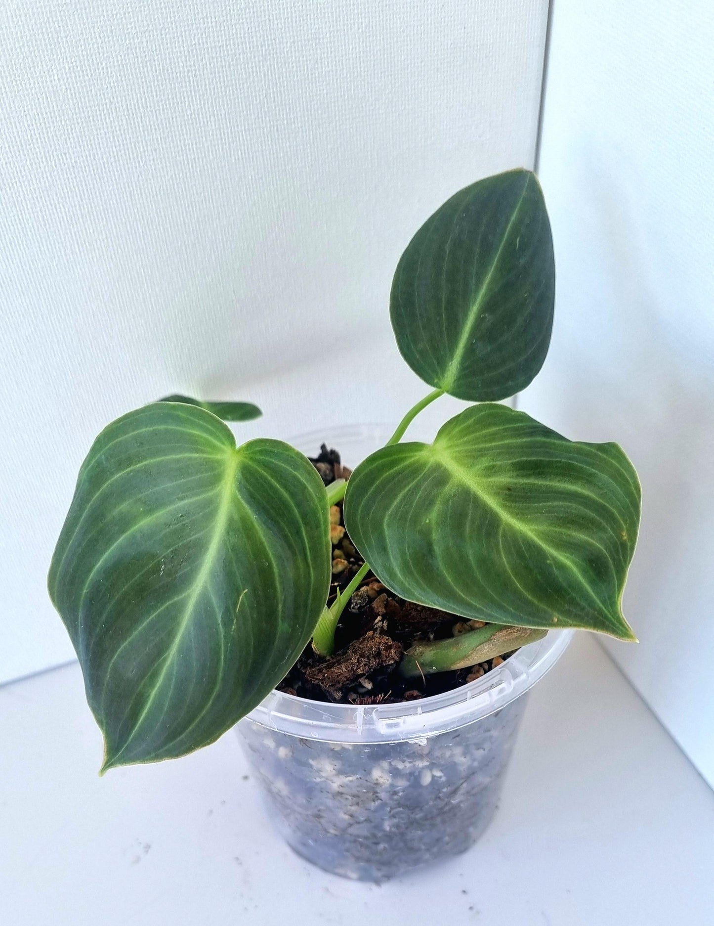 Philodendron Mican Indoor Plant Mini