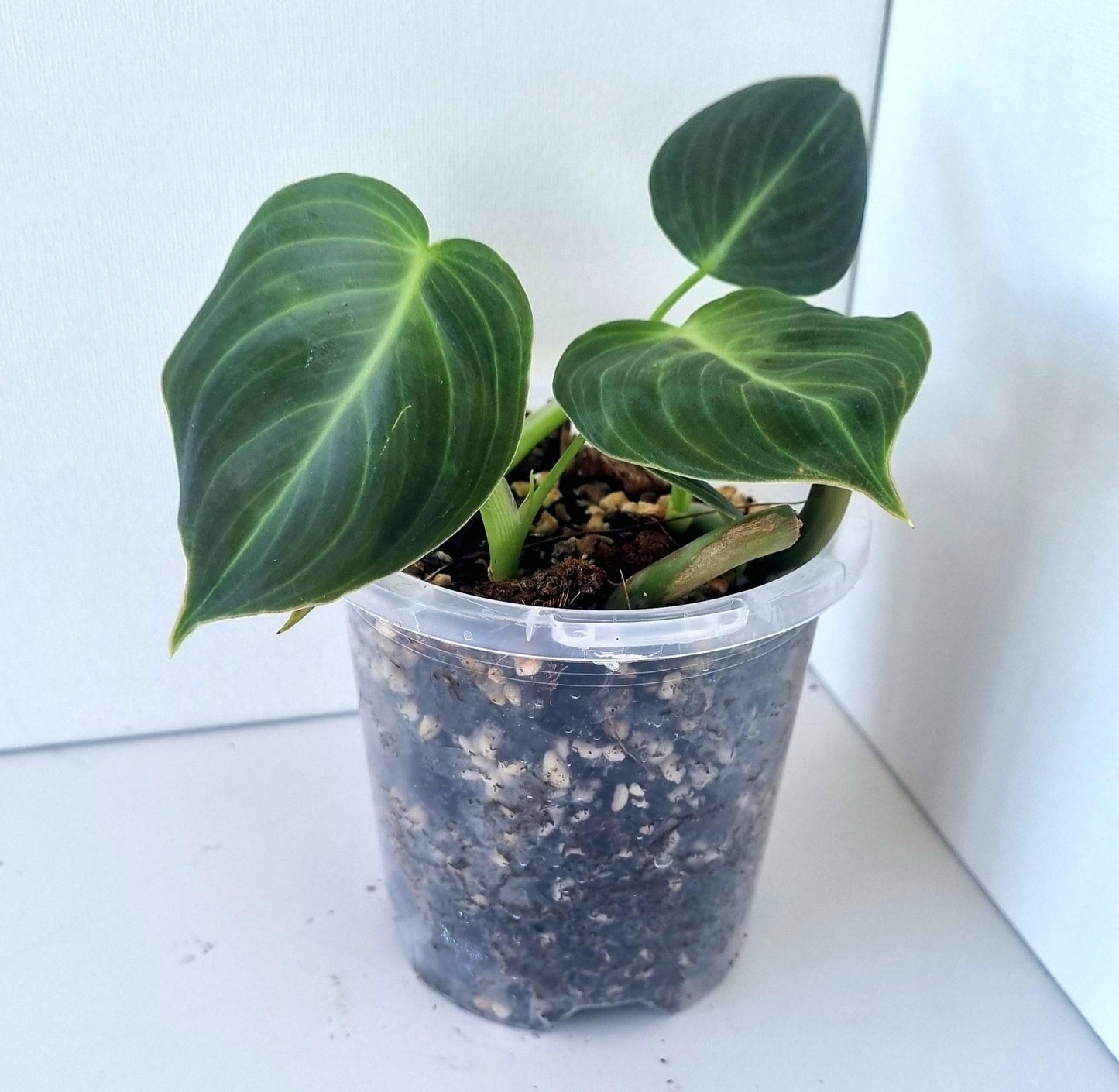 Philodendron Mican Indoor Plant Mini