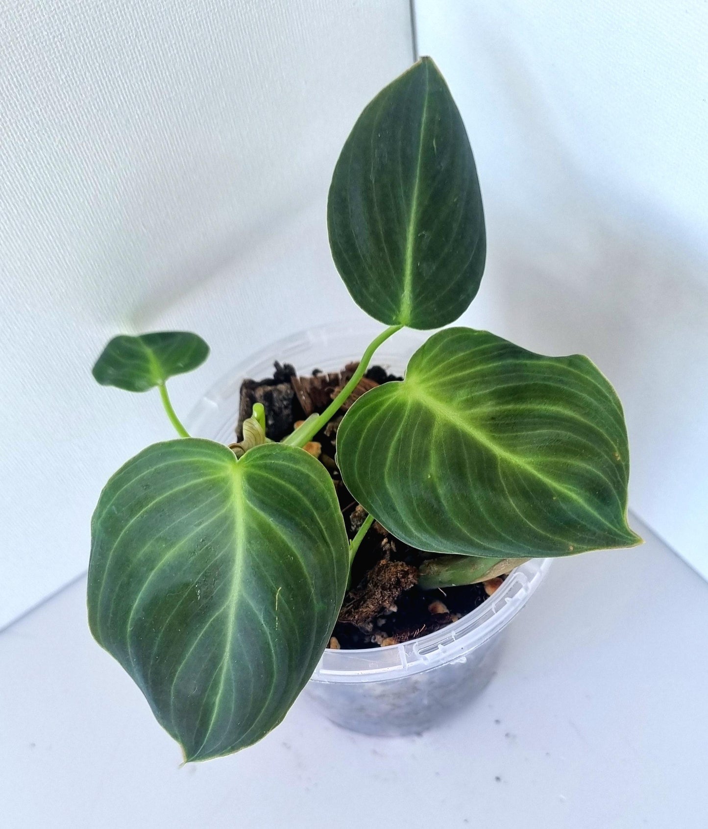 Philodendron Mican Indoor Plant Mini