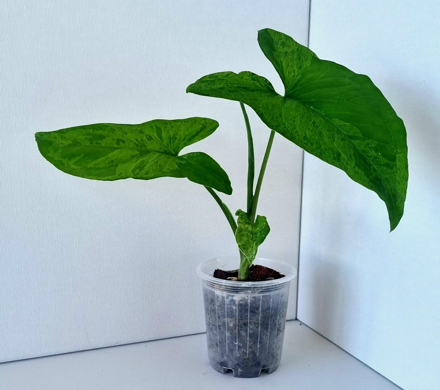 Syngonium Podophyllum Mojito Indoor Plant