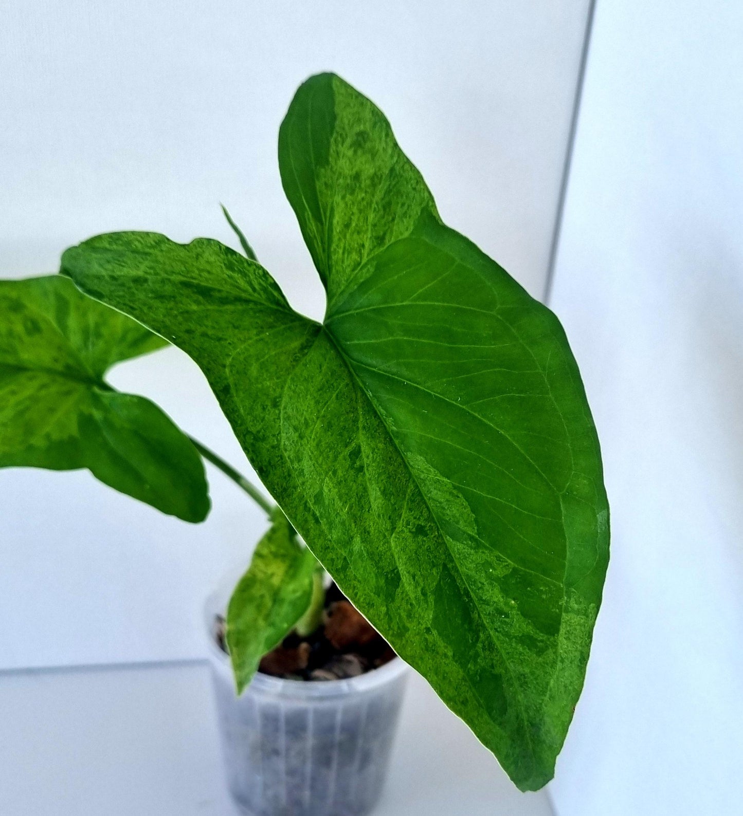 Syngonium Podophyllum Mojito Indoor Plant