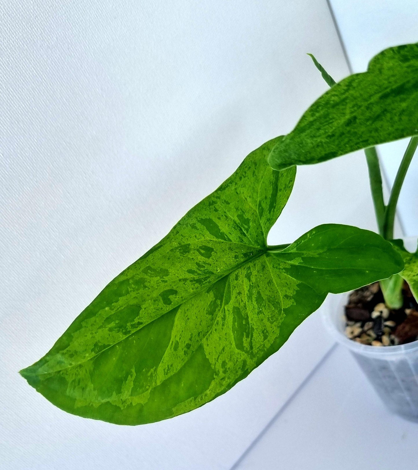 Syngonium Podophyllum Mojito Indoor Plant