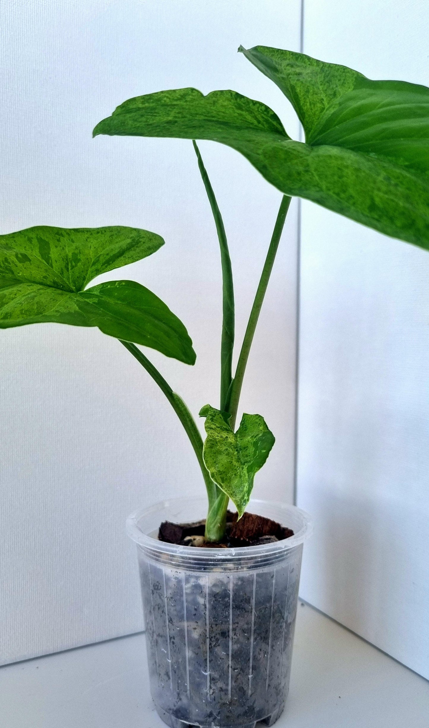 Syngonium Podophyllum Mojito Indoor Plant