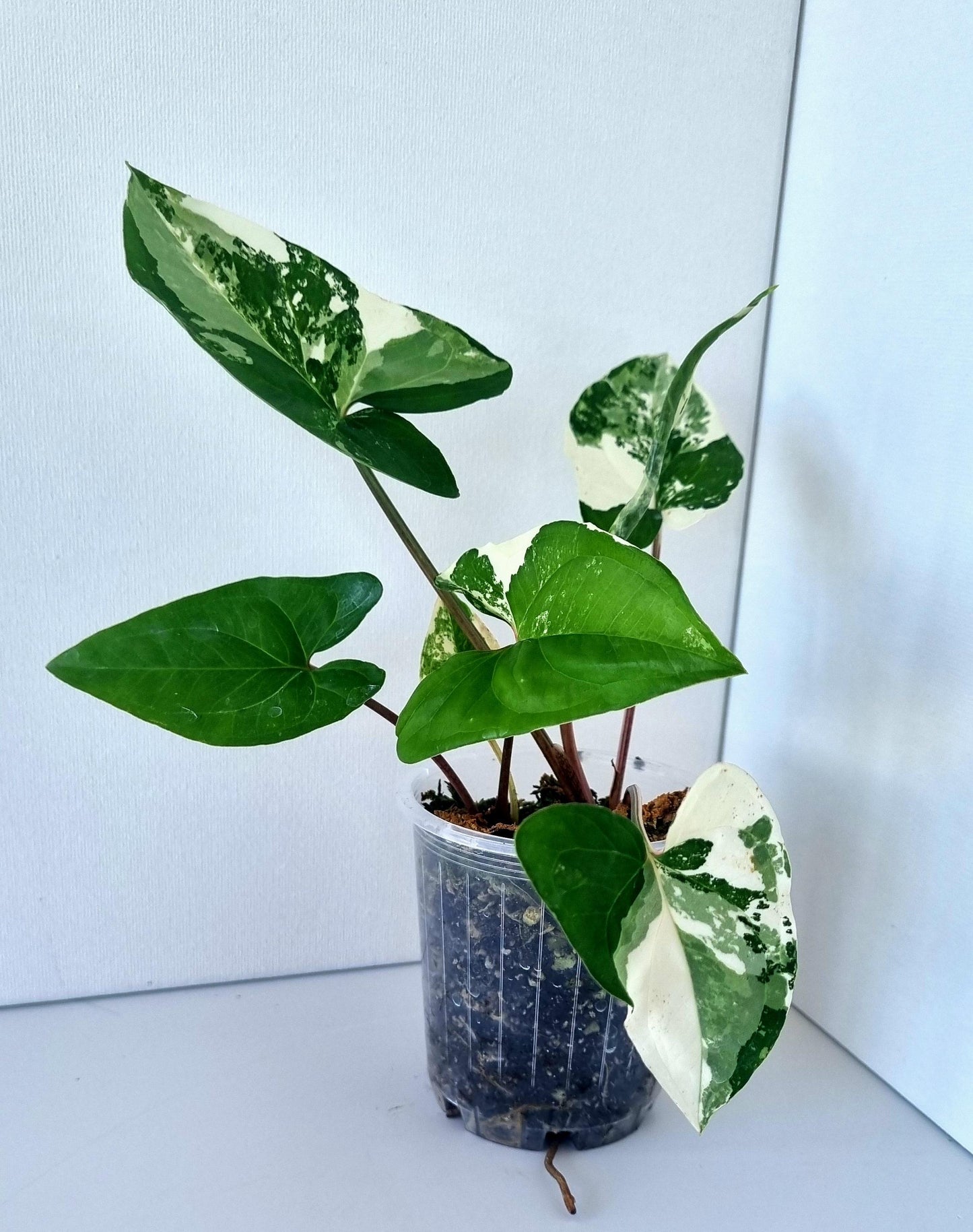 Syngonium Podophyllum Albo Variegated Indoor Plant - Minis