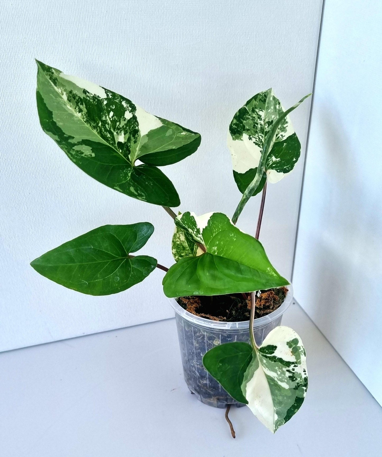 Syngonium Podophyllum Albo Variegated Indoor Plant - Minis
