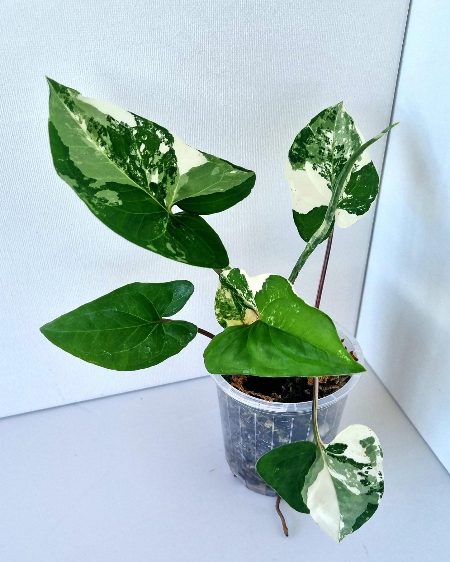 Syngonium Podophyllum Albo Variegated Indoor Plant - Minis